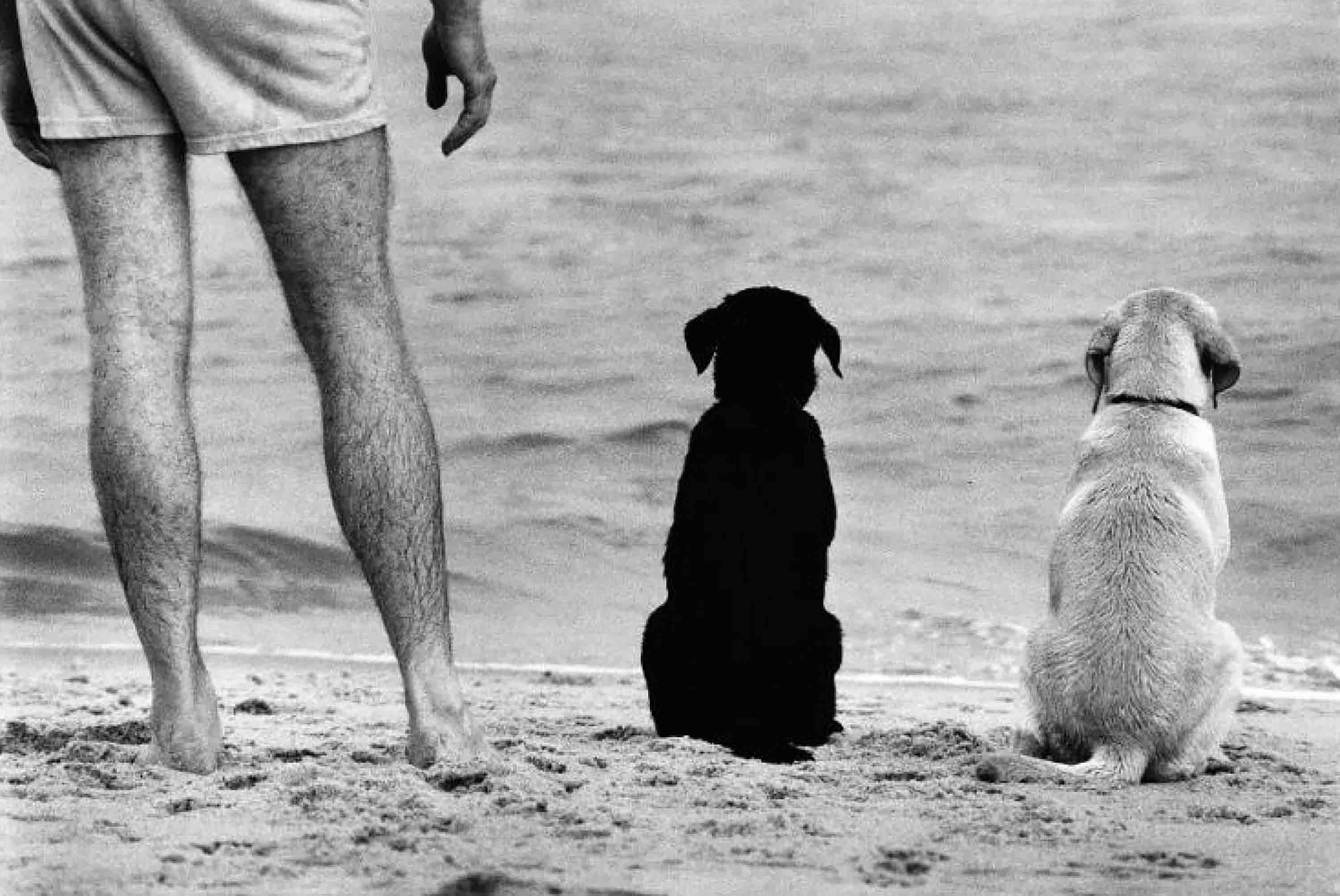 Elliott Erwitt, 'Amagansett, NYC, 1990'