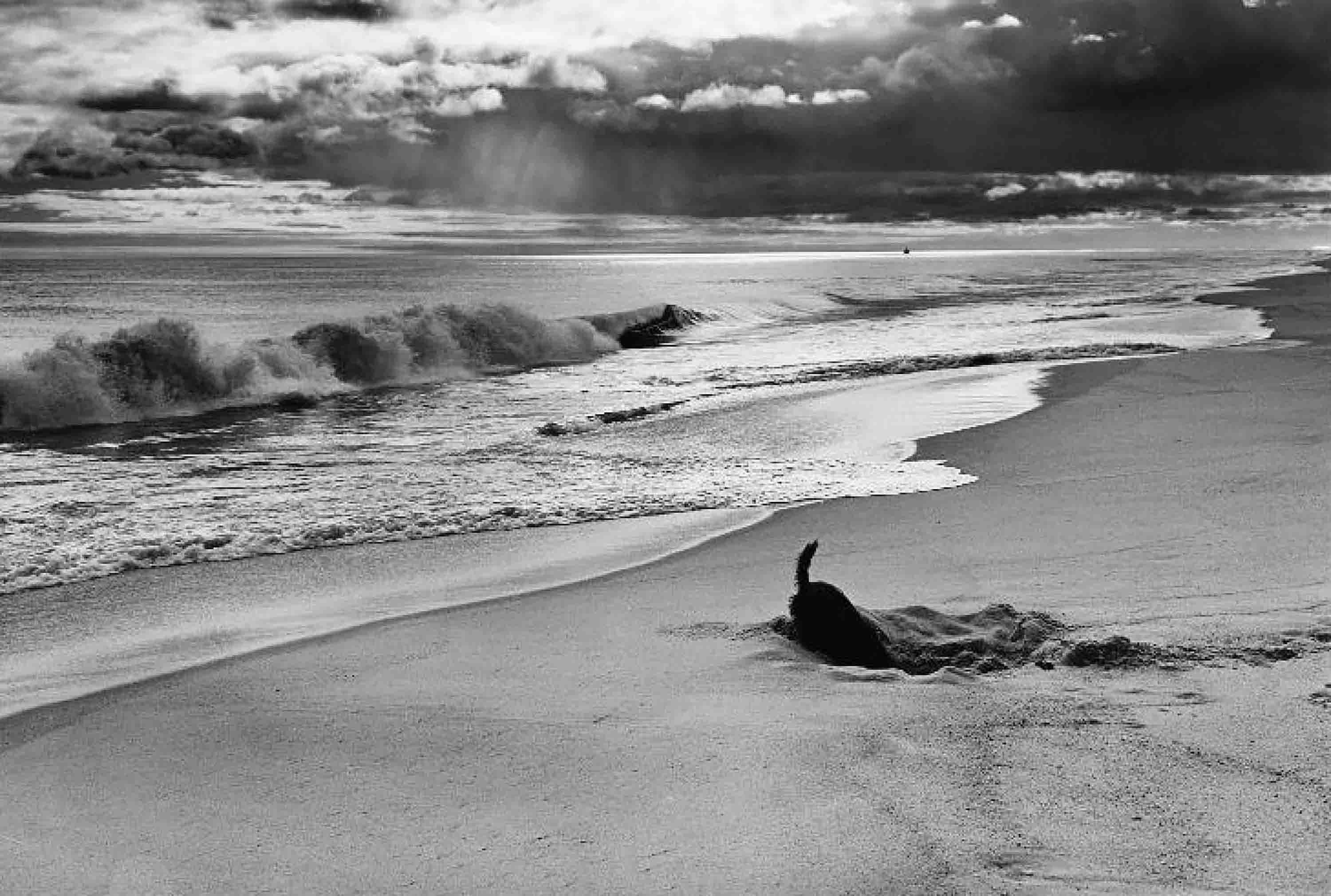 Elliott Erwitt, 'East Hampton, New York, 1998'