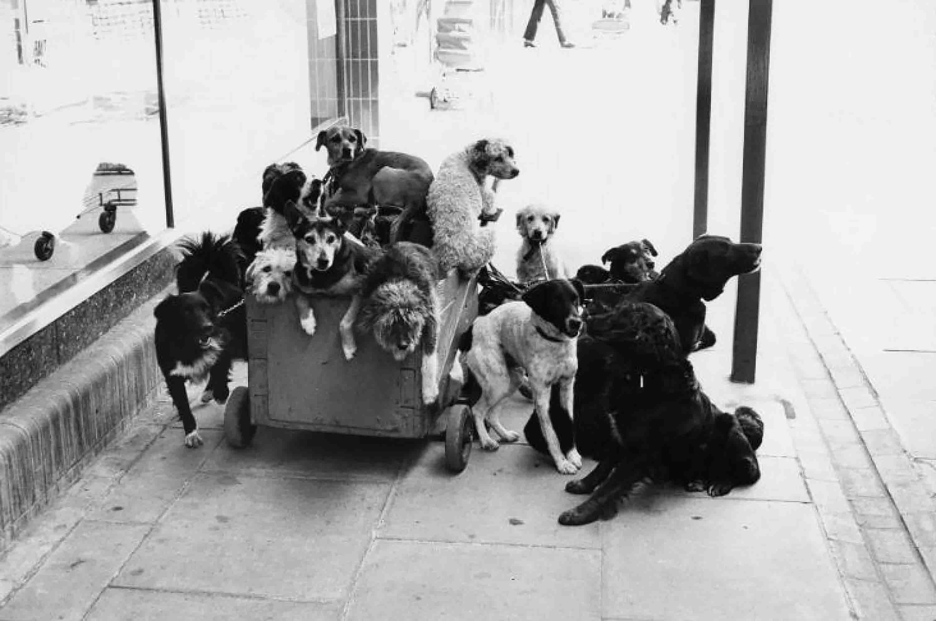 Elliott Erwitt, 'London, 1974'