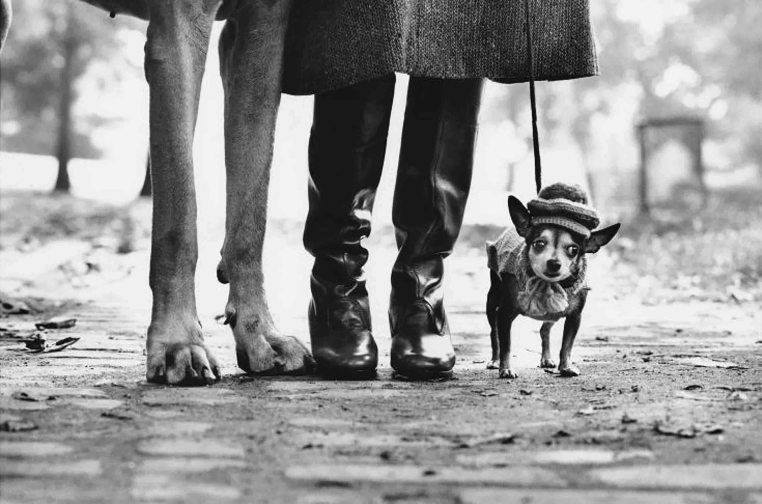 Elliott Erwitt, 'New York City, 1974'