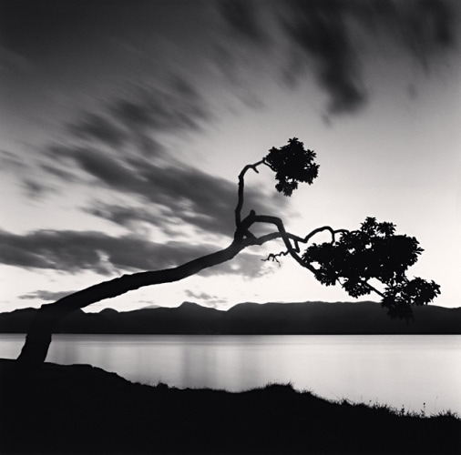 KUSSHARO-LAKE-TREE-STUDY-NO-8-HOKKAIDO-JAPAN-2008-by-MICHAEL-KENNA-C31785