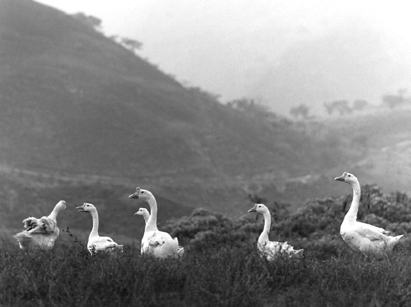 Gansos_Chiapas 1982_114Kb