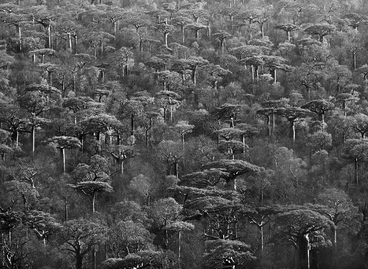 Sebastião Salgado, 'Adansonia Grandidieri, Madagascar, 2010'