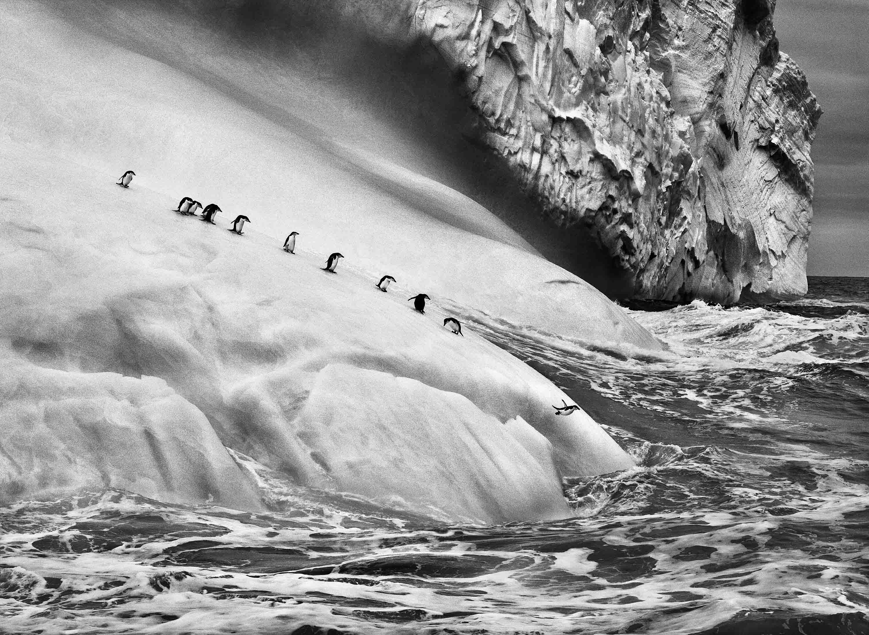 Sebastião Salgado, 'Chinstrap Penguins on an Iceberg between Zavadovski and Visokoi Islands, South Sandwich Islands, 2009'