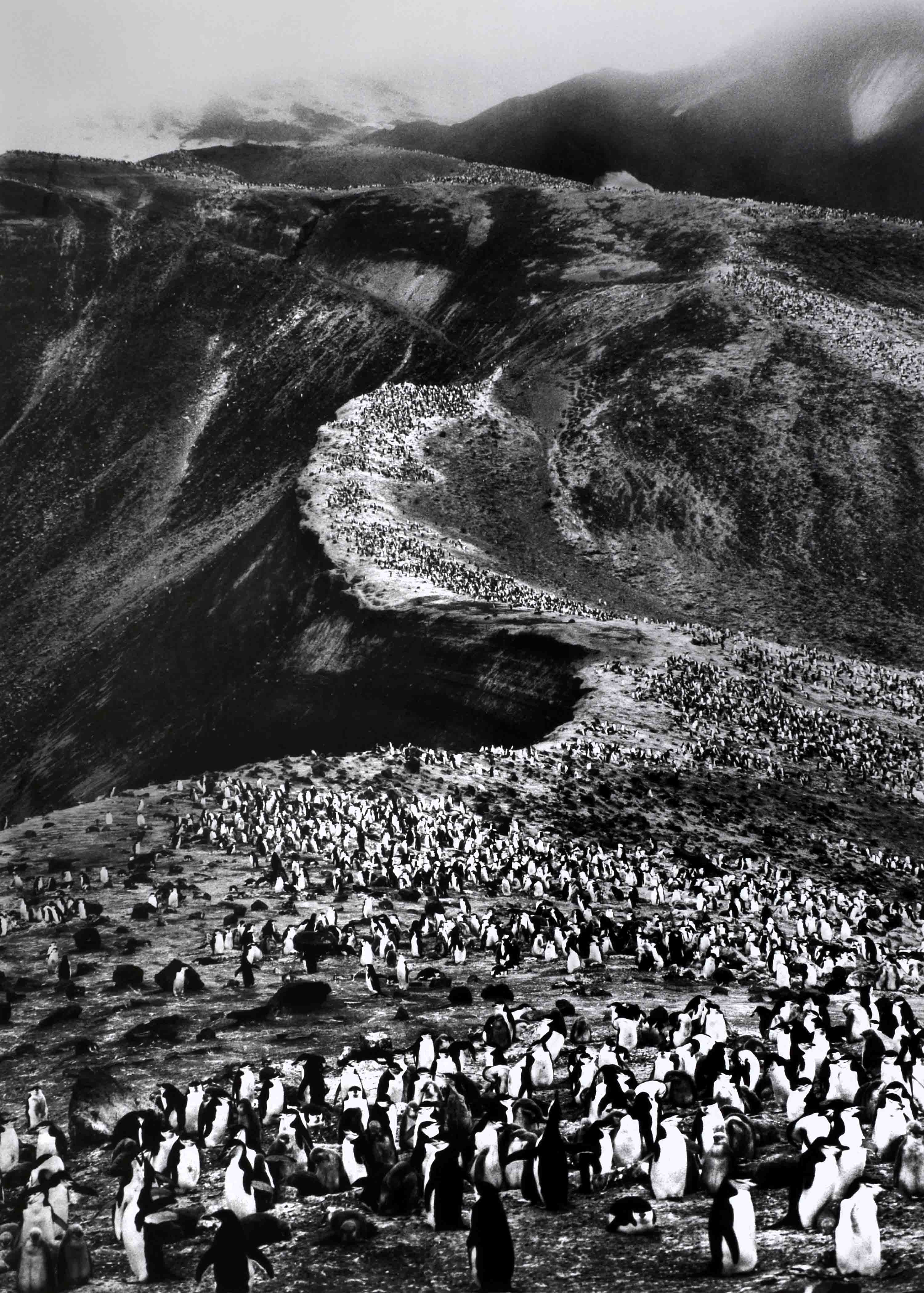 Sebastião Salgado, 'Chinstrap Penguins Deception Island, Antarctica, 2005'