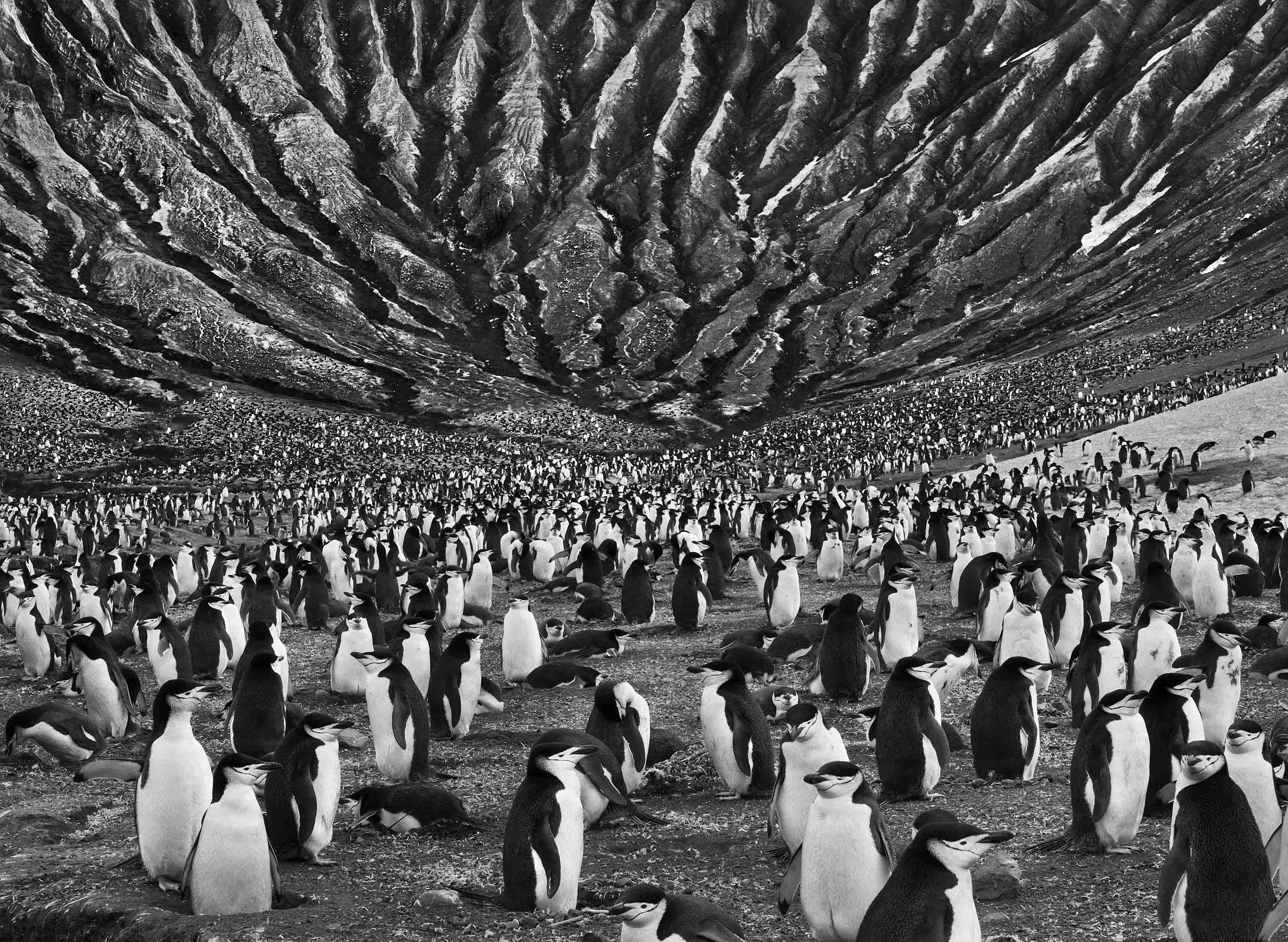 Sebastião Salgado, 'Colony of Chinstrap and Macaroni Penguins with Mount Michael, an Active Volcano Behind, Saunders Island, South Sandwich Island, 2009'