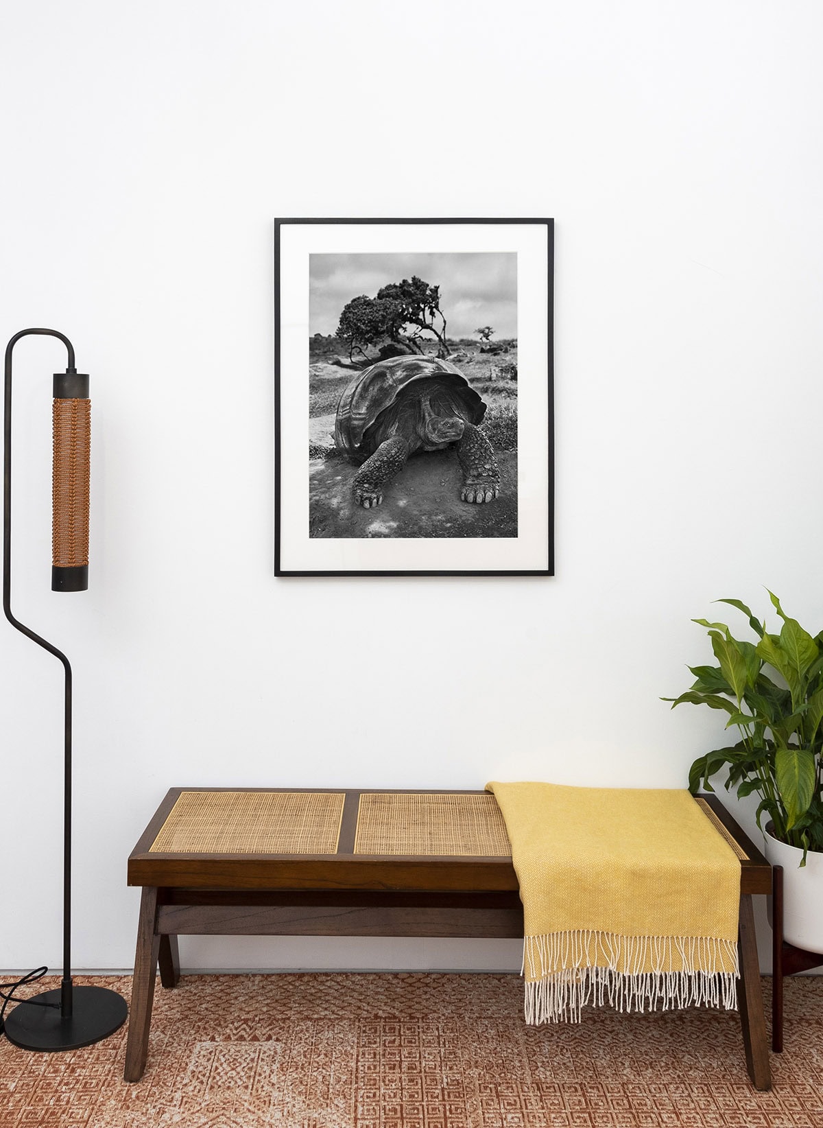 Sebastião Salgado, 'Giant Tortoise, Galapagos Islands, Ecuador, 2004'