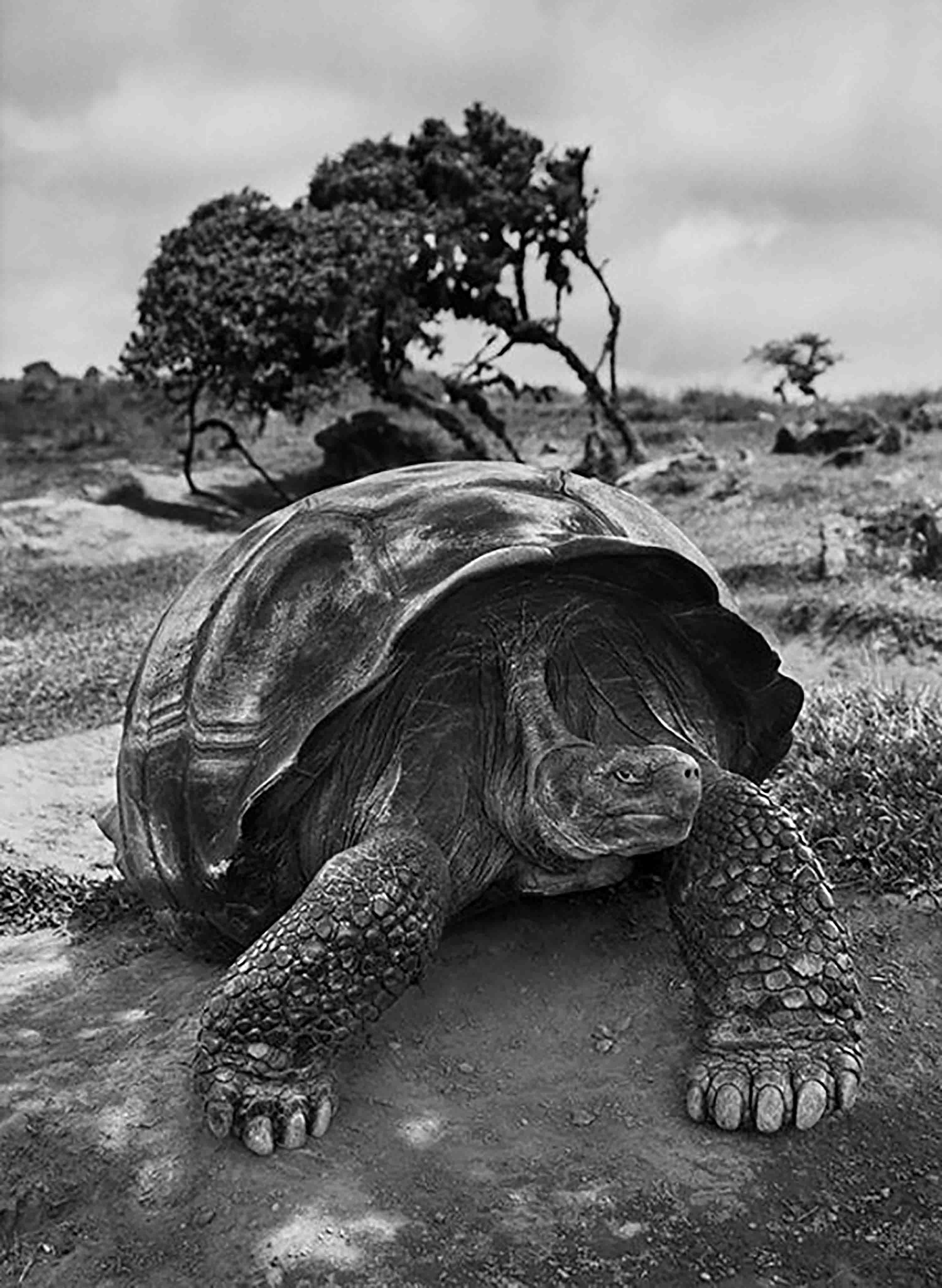 Sebastião Salgado, 'Giant Tortoise, Galapagos Islands, Ecuador, 2004'