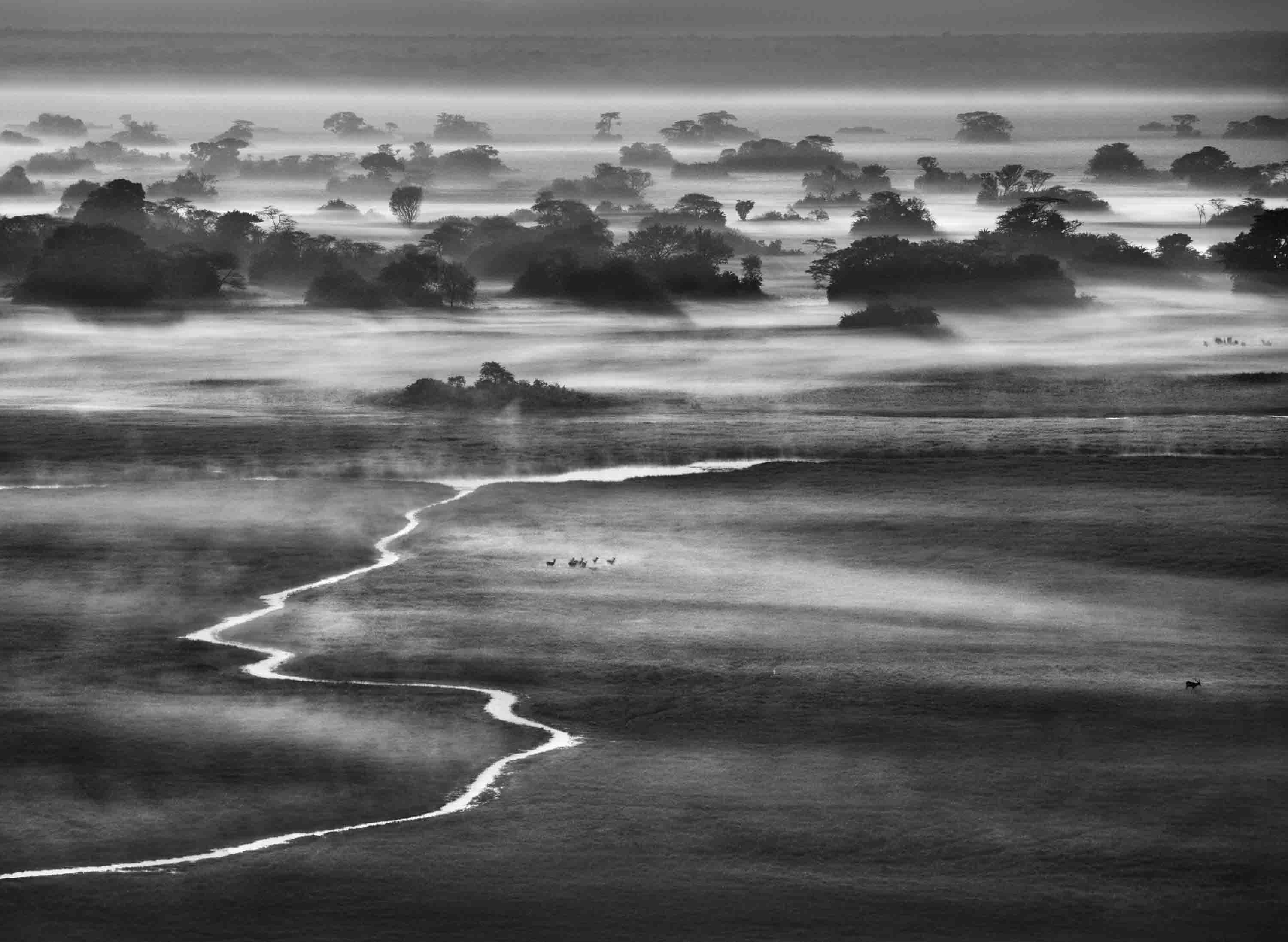 Sebastião Salgado, 'Kafue National Park, Zambia, 2010'