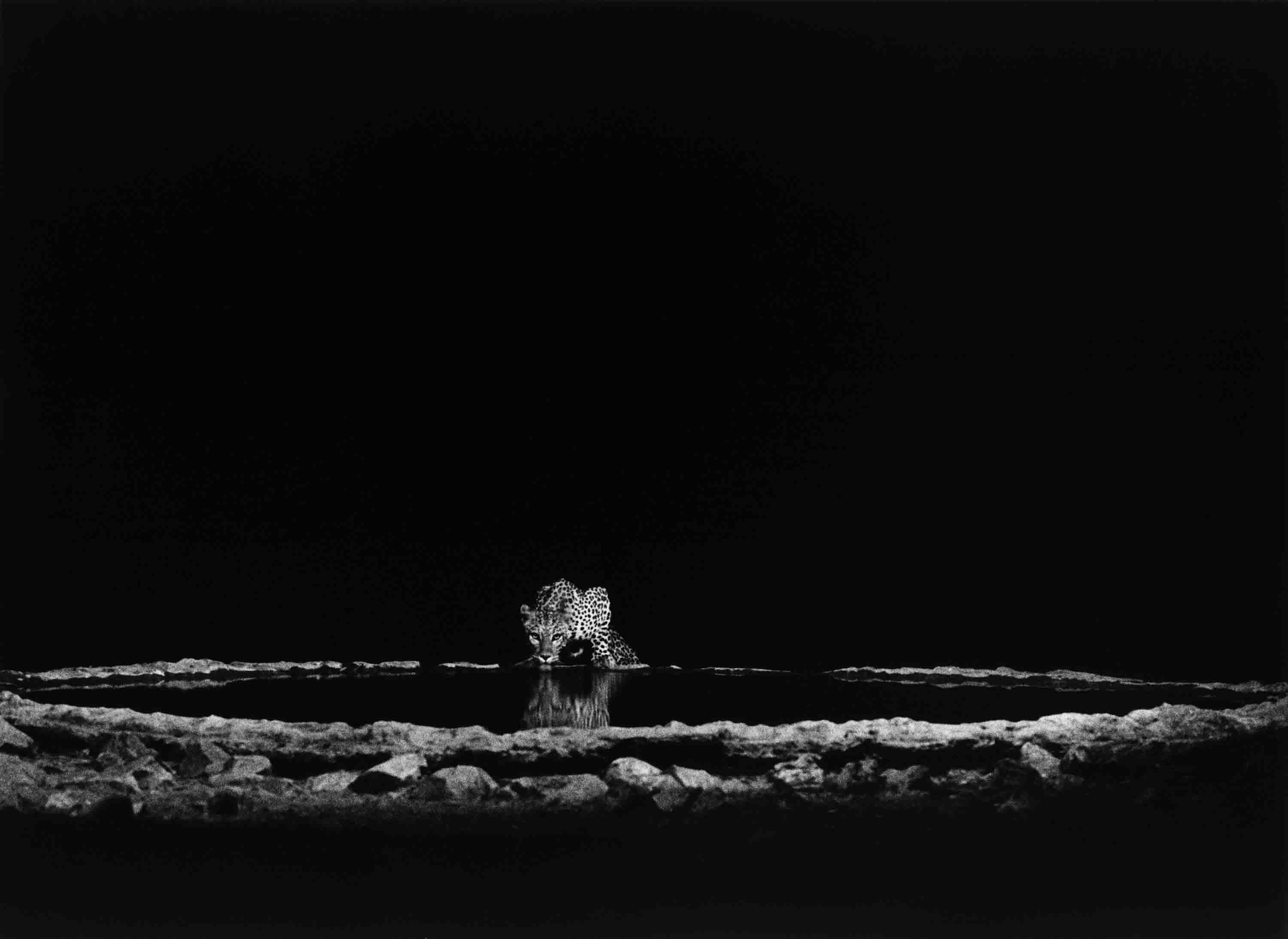 Sebastião Salgado, 'Leopard in the Barab River Valley, Damaraland, Namibia, 2005'