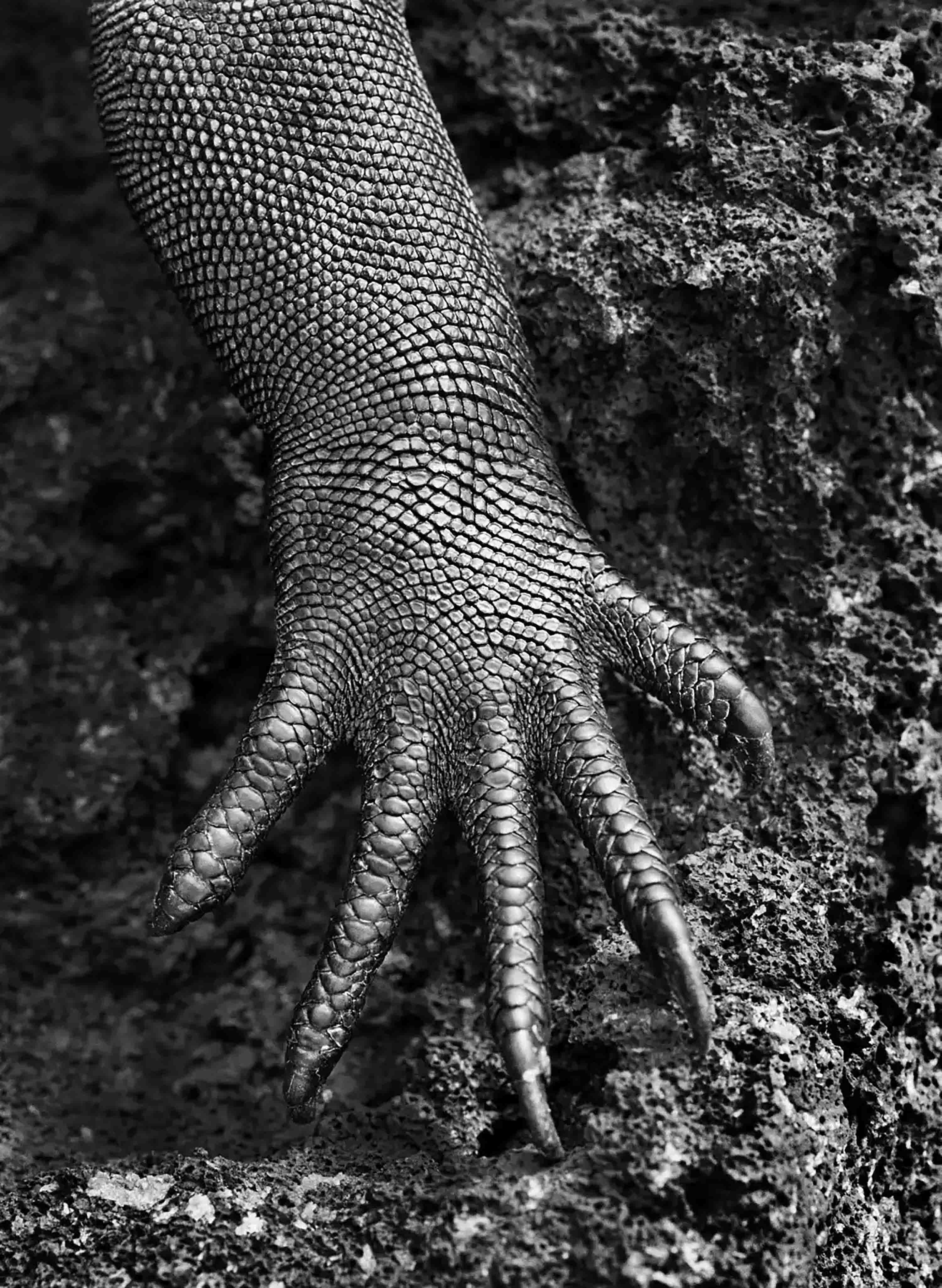 Sebastião Salgado, 'Marine Iguana, Galapagos, Ecuador, 2004'