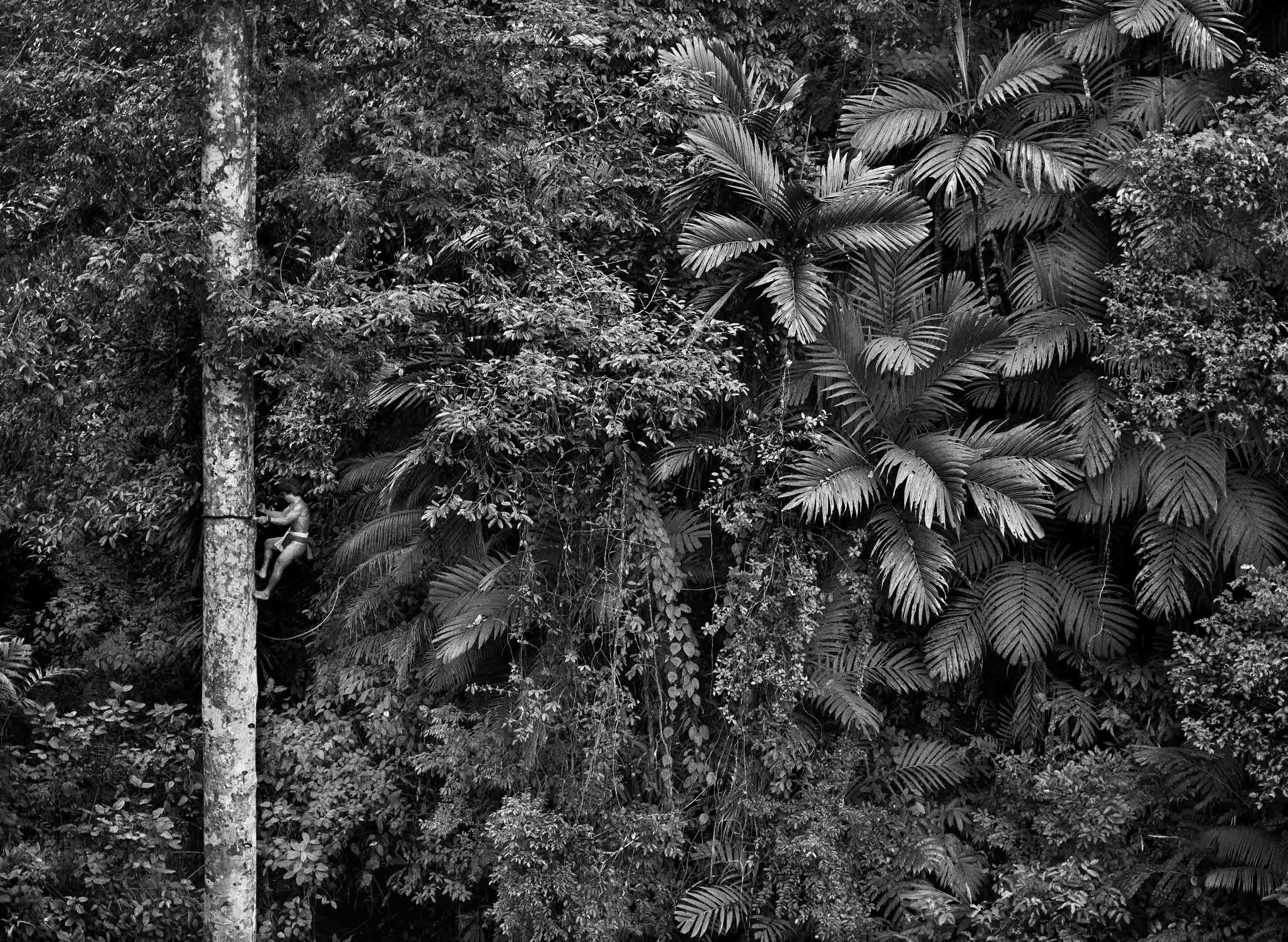 Sebastião Salgado, 'Mentawai Climbing a Gigantic Tree to Collect Durian Fruit, Siberut Island, West Sumatra, Indonesia, 2008'
