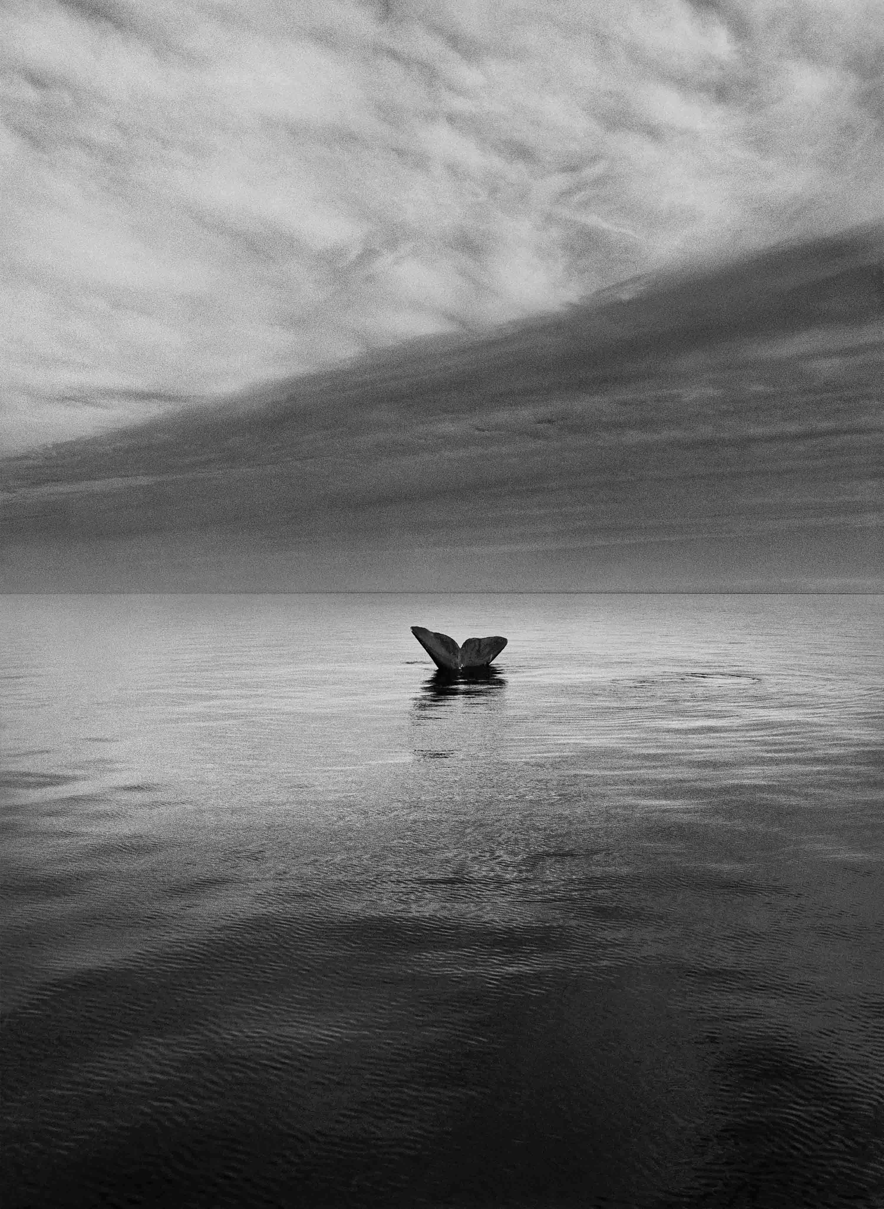 Sebastião Salgado, 'Southern Right Whale Tail, Valdés Peninsula, Argentina, 2004'