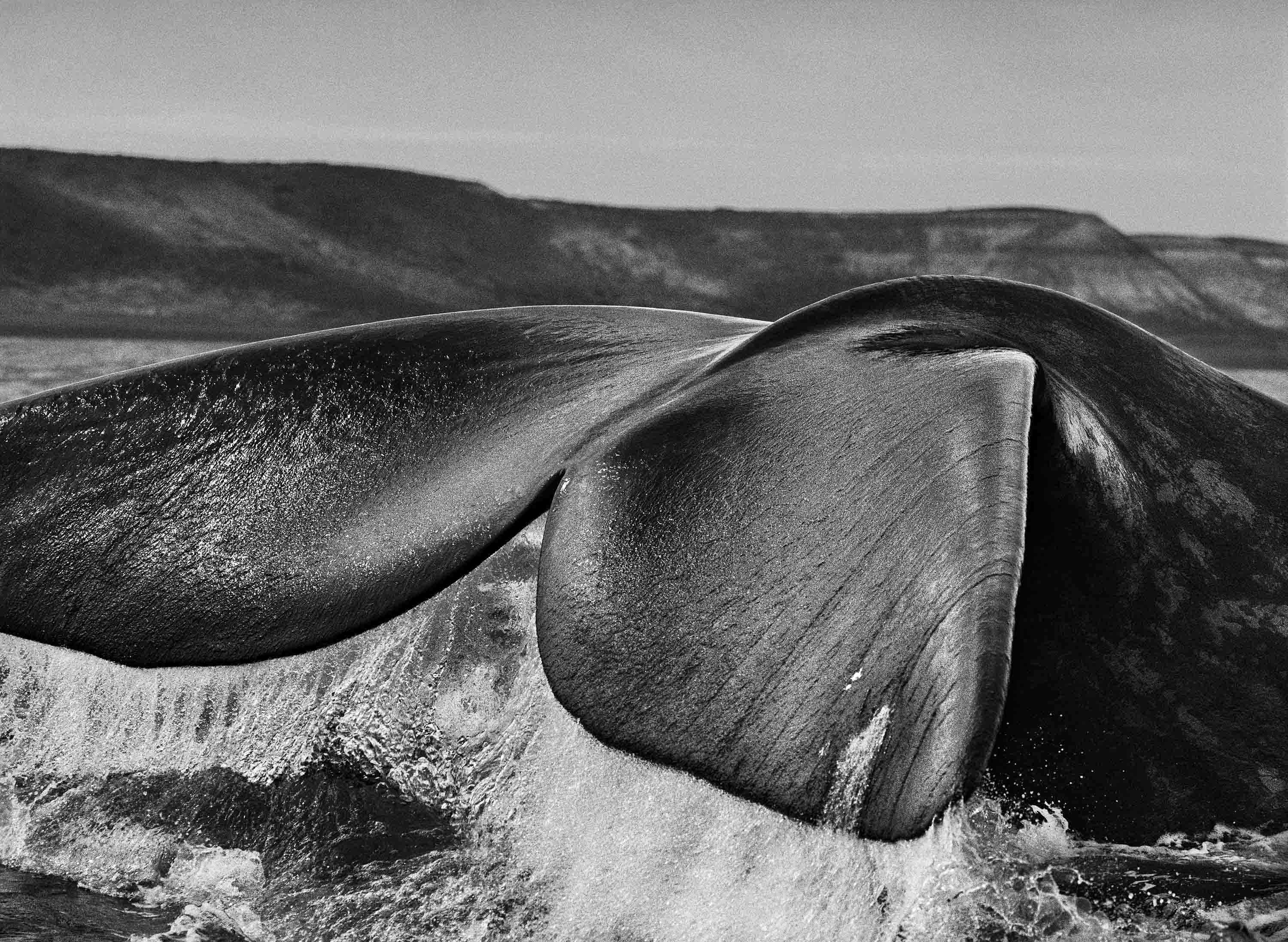 Sebastião Salgado, 'Southern Right Whale Tail, Valdés Peninsula, Argentina, 2004'