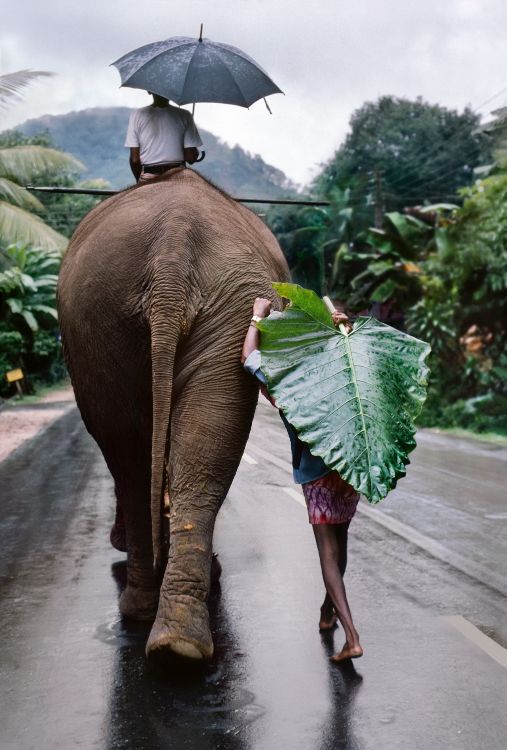 Steve McCurry, 'Young Man Walks Behind An Elephant Sri Lanka 1995'