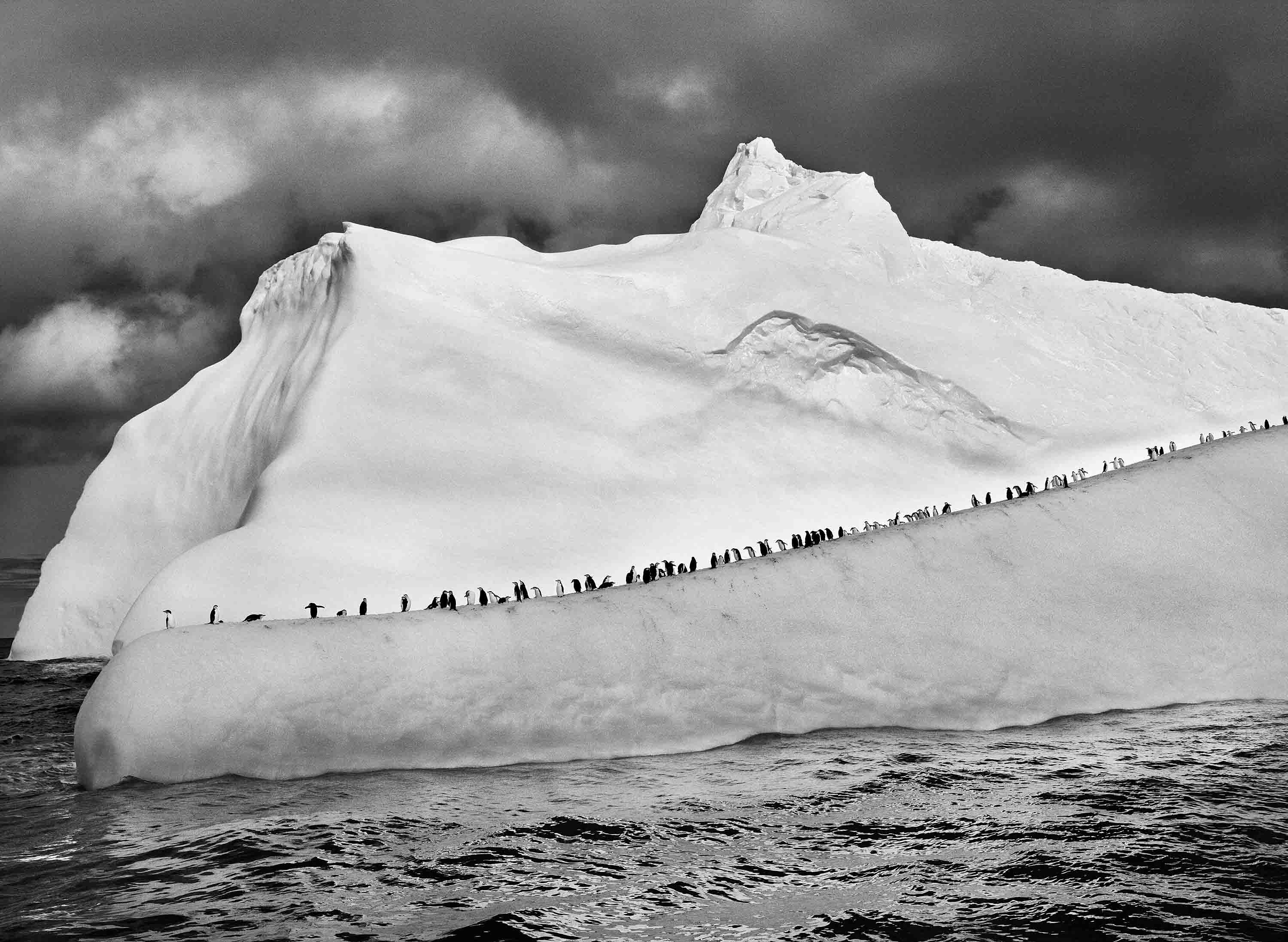 Sebastião Salgado, 'Chinstrap Penguins on an Iceberg between Zavadovski and Visokoi Islands, South Sandwich Islands, 2009'