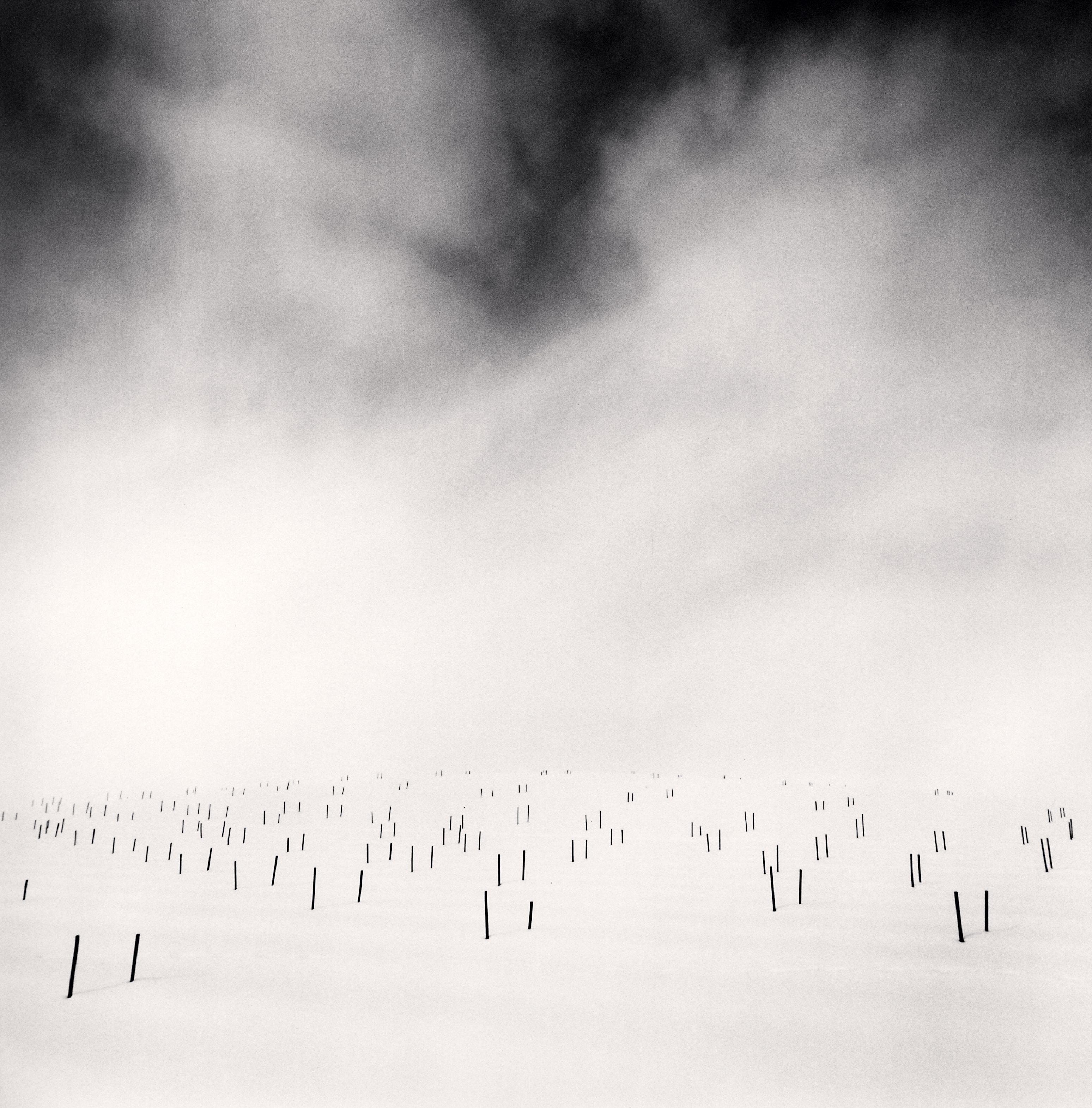 Asparagus Sticks, Study 1, Hokkaido, Japan, 2007 Michael Kenna