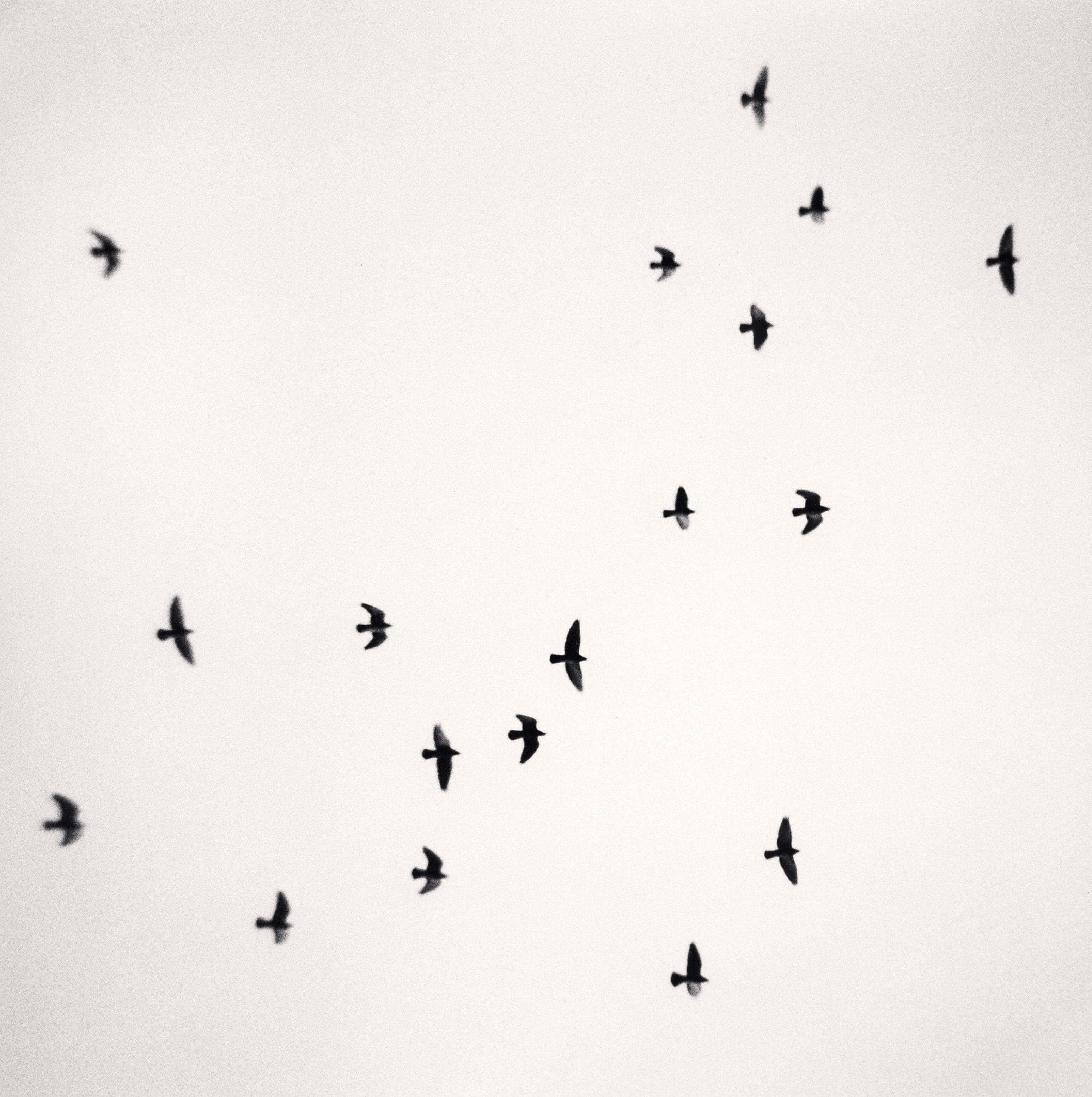 Eighteen Birds, Reggio Emilia, Italy, 2007 Michael Kenna