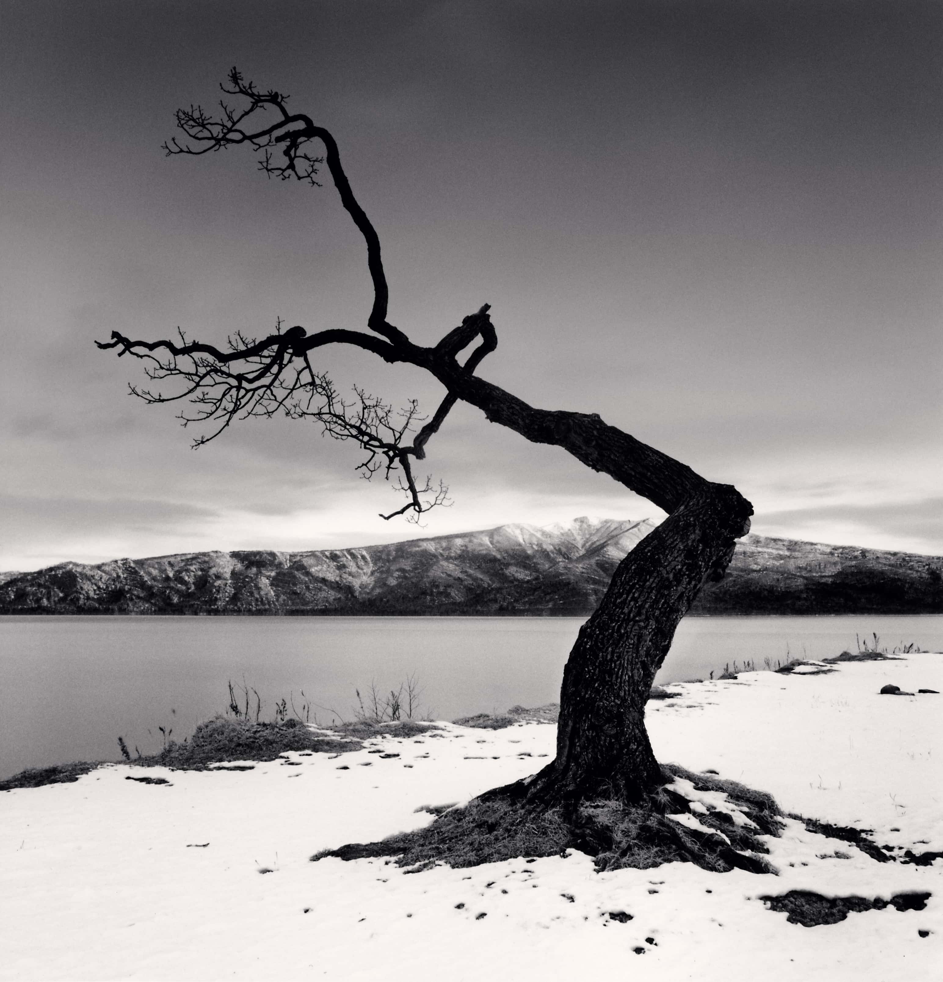 Kussharo Lake Tree, Study 12, Kotan, Hokkaido, Japan, 2008 Michael Kenna