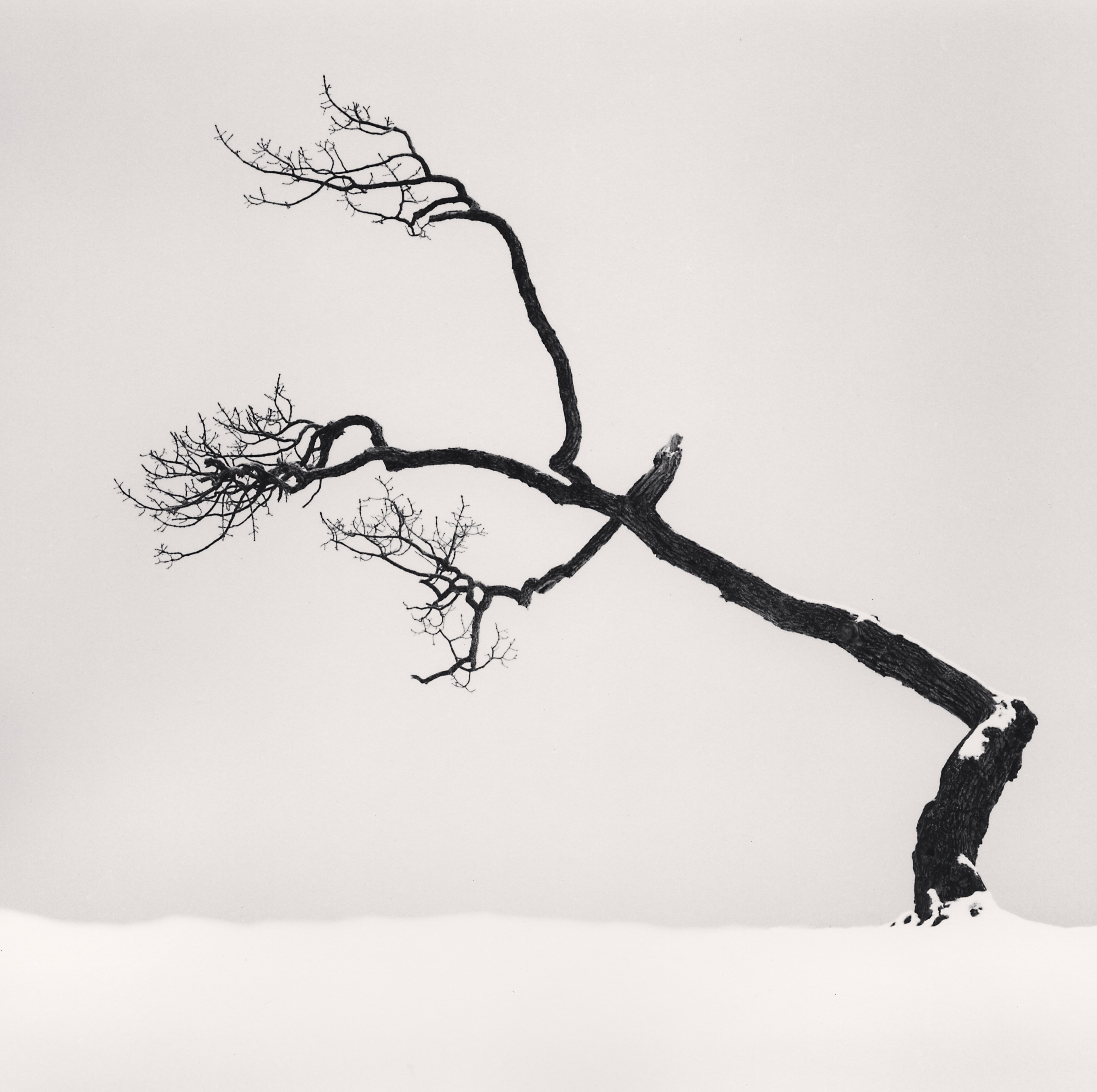 Passing Time: Seven Years of Michael Kenna's Kussharo Lake Tree