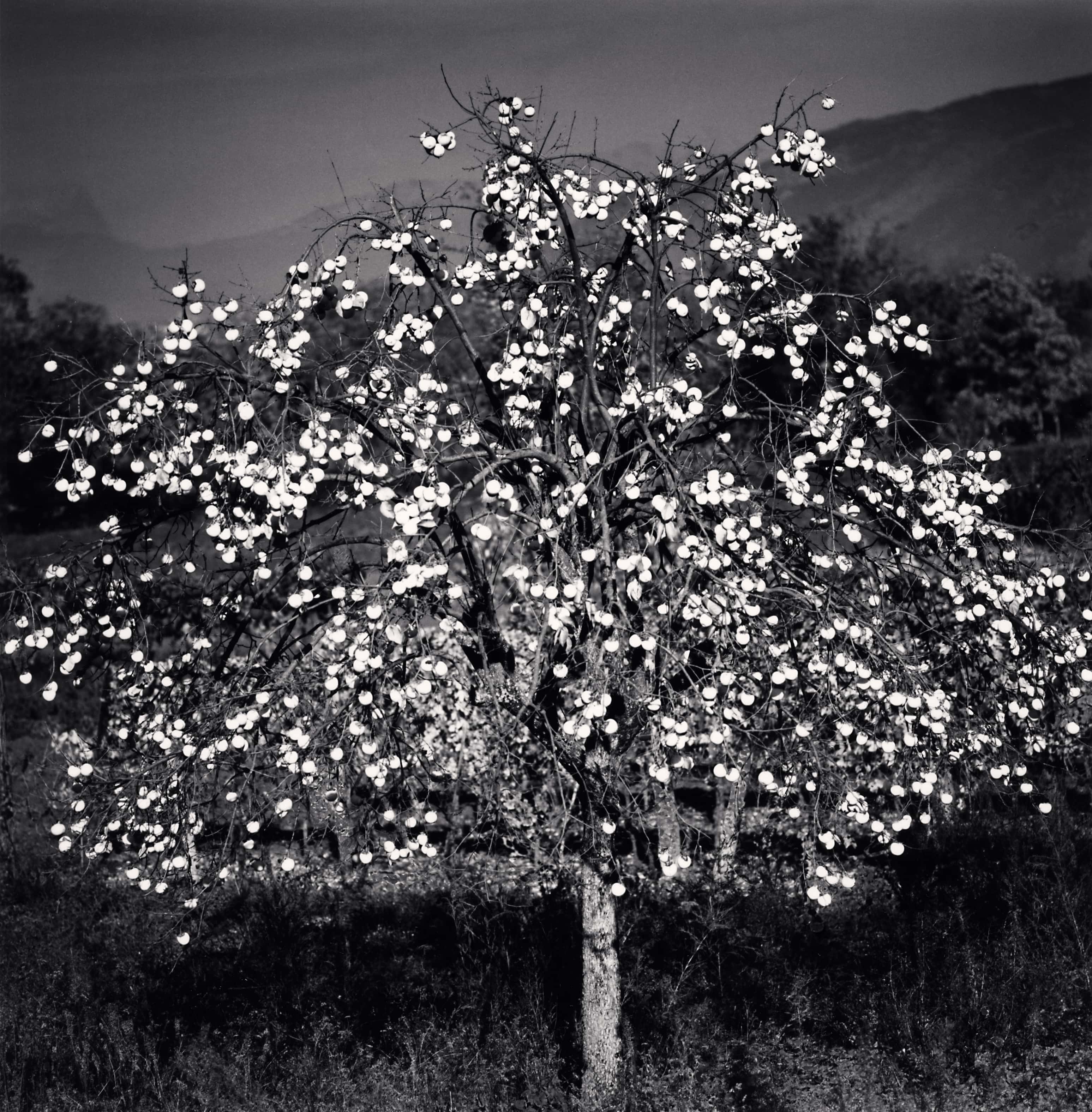 Persimmon Tree, Sulmona, Abruzzo, Italy, 2015 Michael Kenna