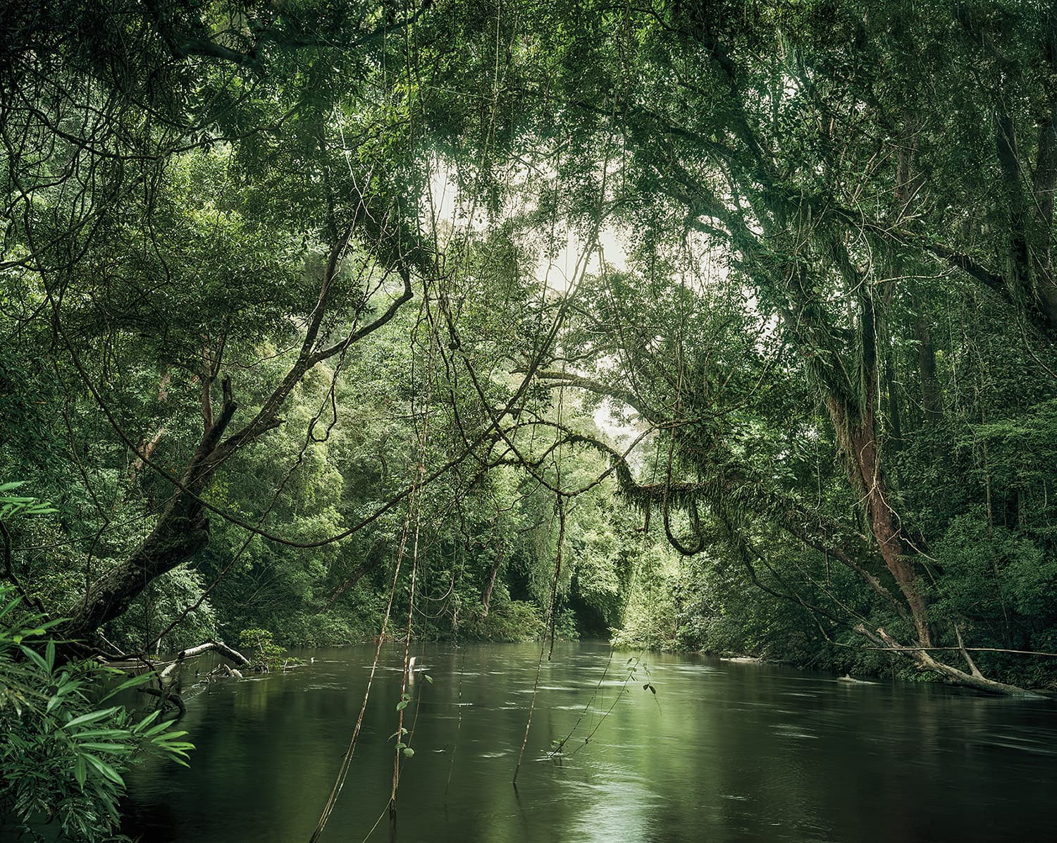 Primary Forest 1, Waterway, Malaysia, 11/2013 Olaf Otto Becker