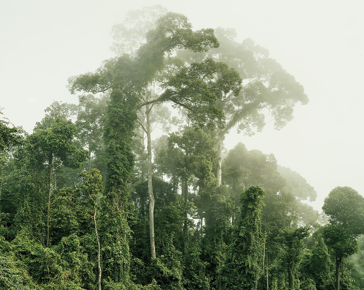 Primary Forest 5, Malaysia, 10/2012 Olaf Otto Becker
