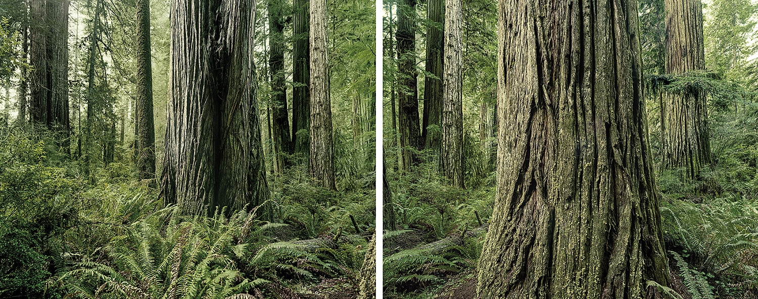 Diptych, Redwoods, California, 2009 Olaf Otto Becker