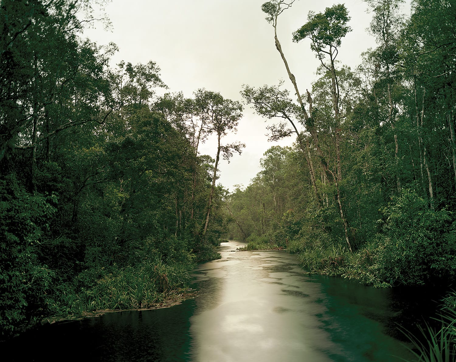 Primary Swap Forest 5, Late Dusk, South Kalimantan, Indonesia, 03/2012 Olaf Otto Becker