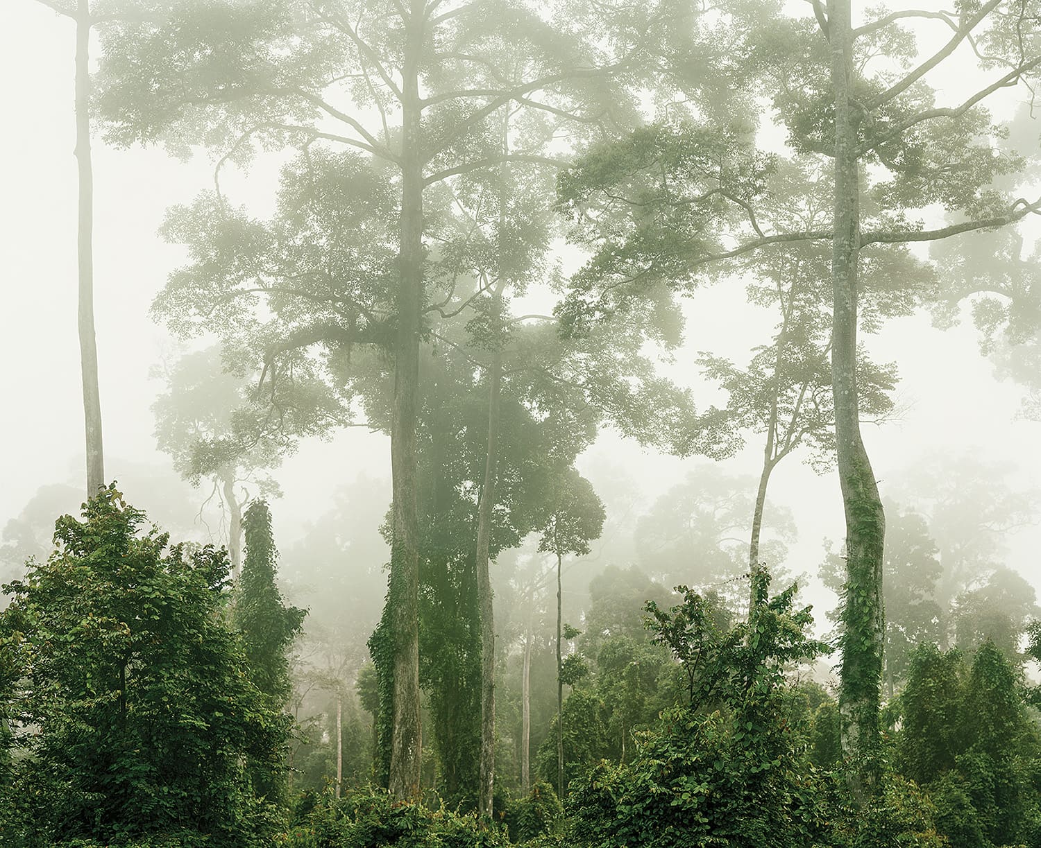 Primary Forest 6, Malaysia, 10/2012 Olaf Otto Becker