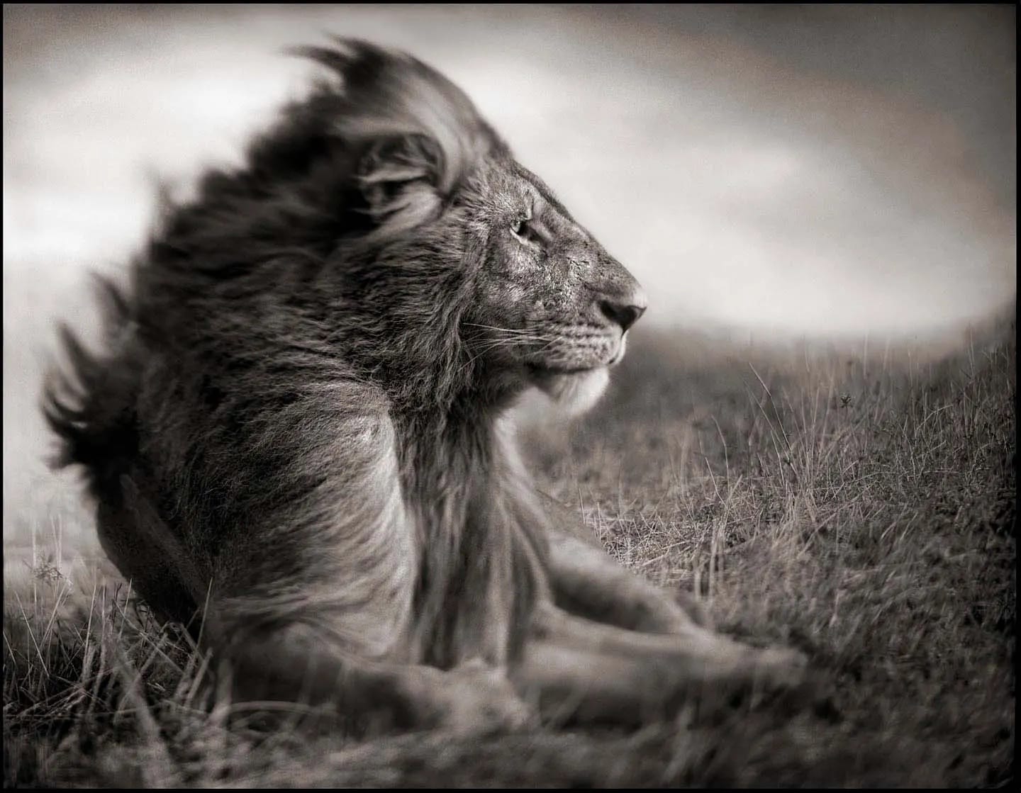 Nick Brandt, 'Lion Before Storm II'