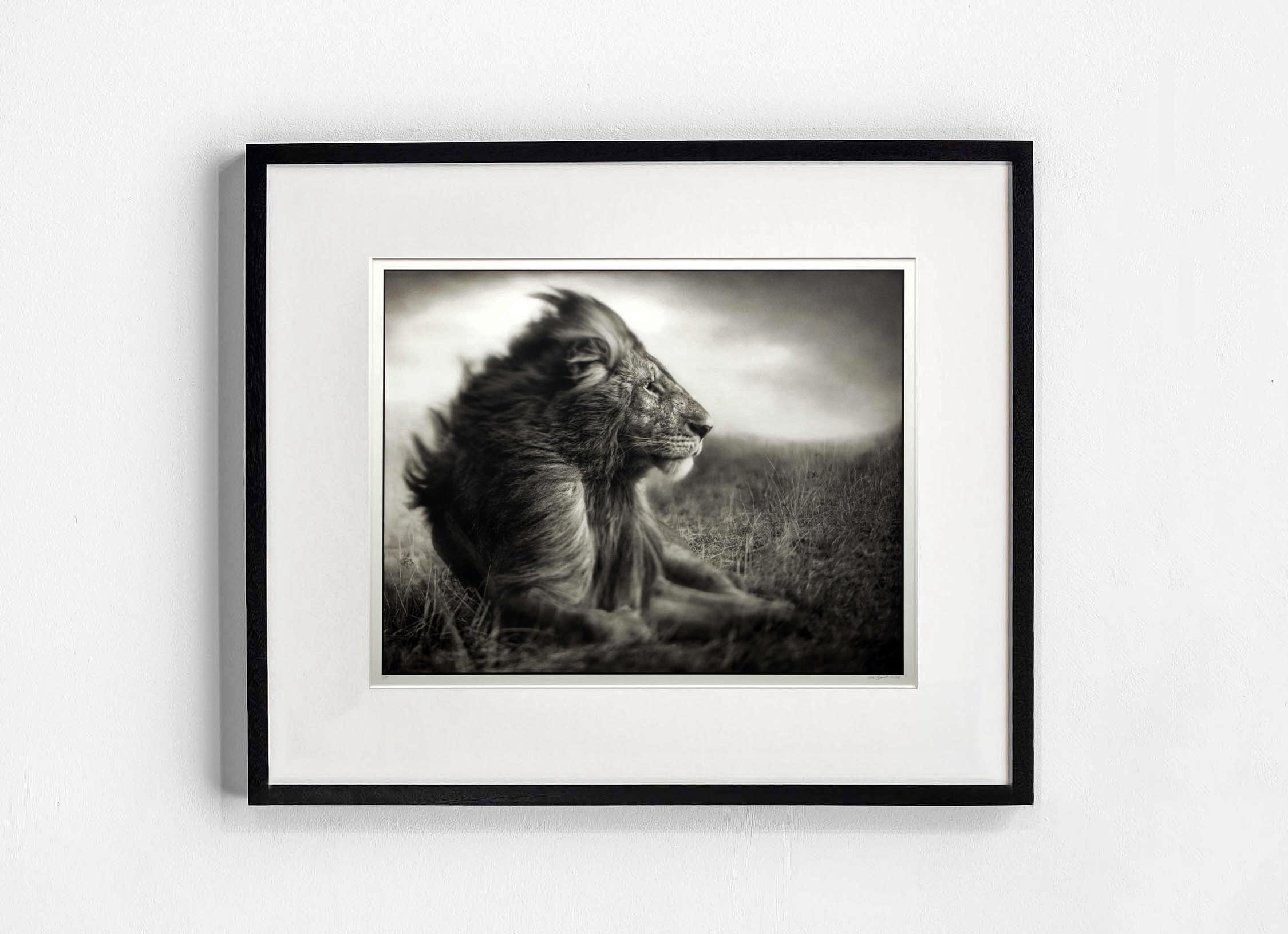 Nick Brandt, 'Lion Before Storm II'