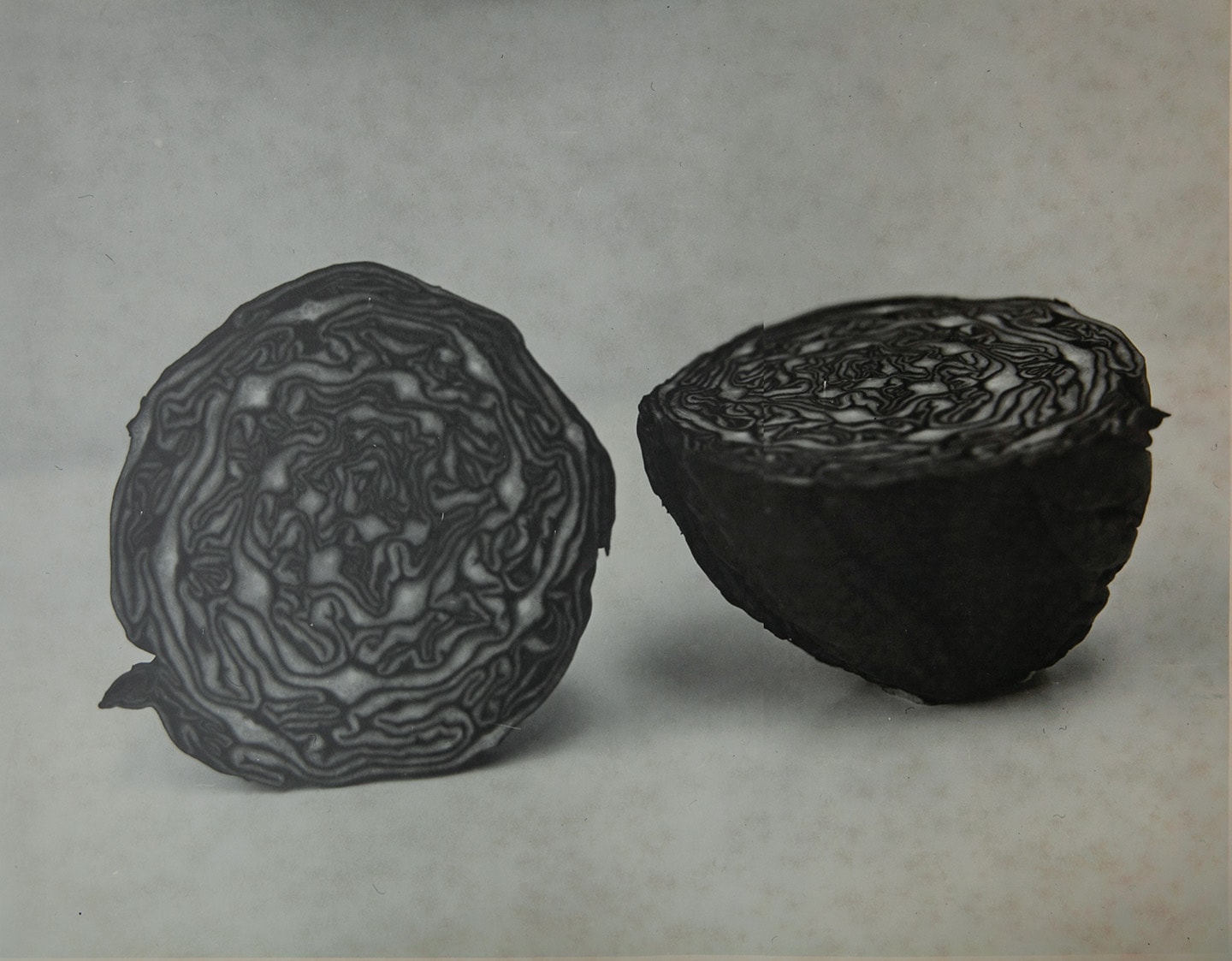 Elisabeth Scheder-Bieschin, 'Cabbage'