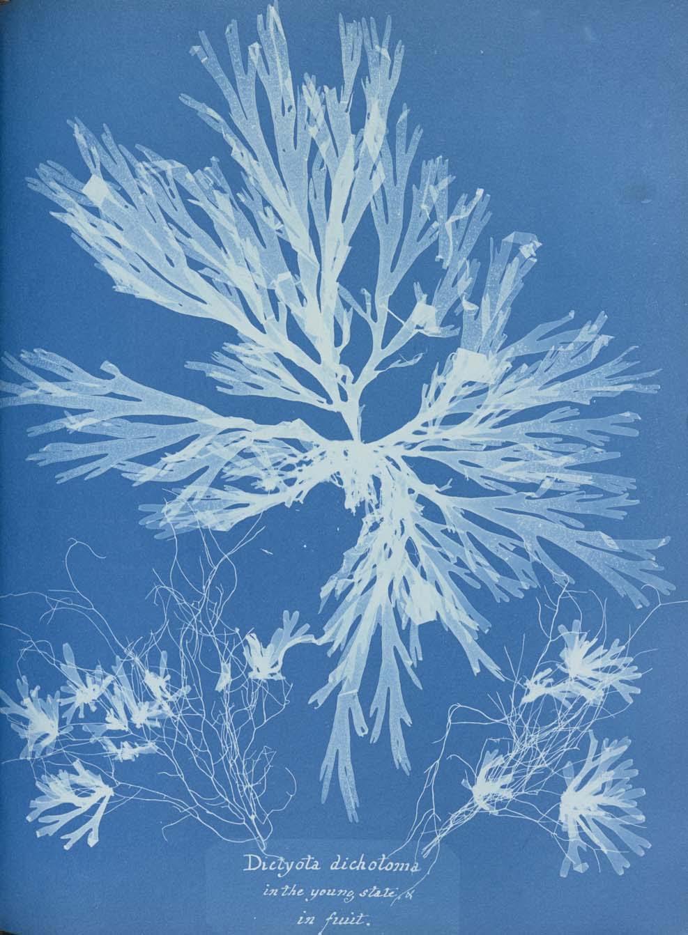 Anna Atkins, 'British Algae, 1943'