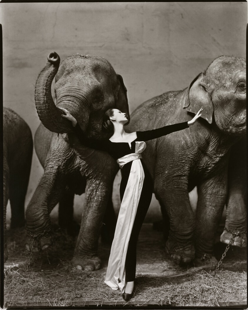 Richard Avedon, 'Dovima with Elephants, 1955'
