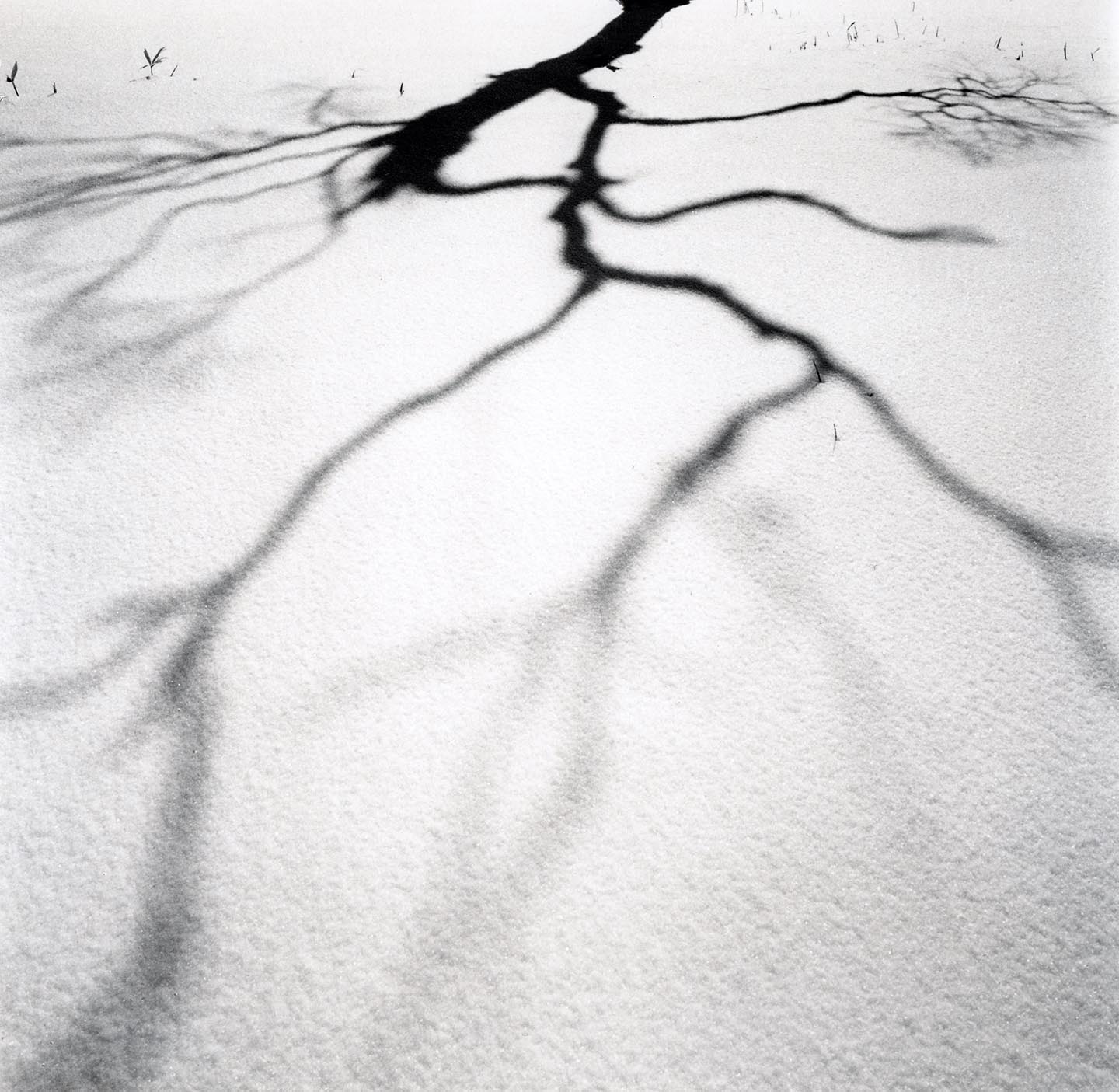 Michael Kenna, 'Tree Shadow on Snow, Bihoro, Hokkaido, Japan, 2023'