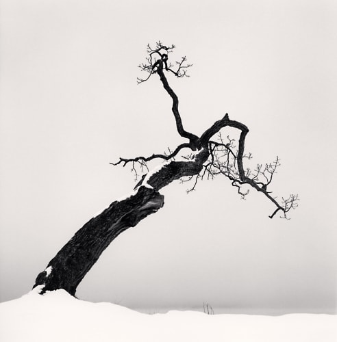 Michael Kenna, 'Kussharo Lake Tree, Study 4, Kotan, Hokkaaido, Japan, 2007'