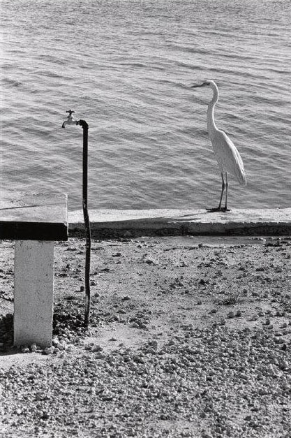 Elliott Erwitt: 'Florida Keys, 1968'