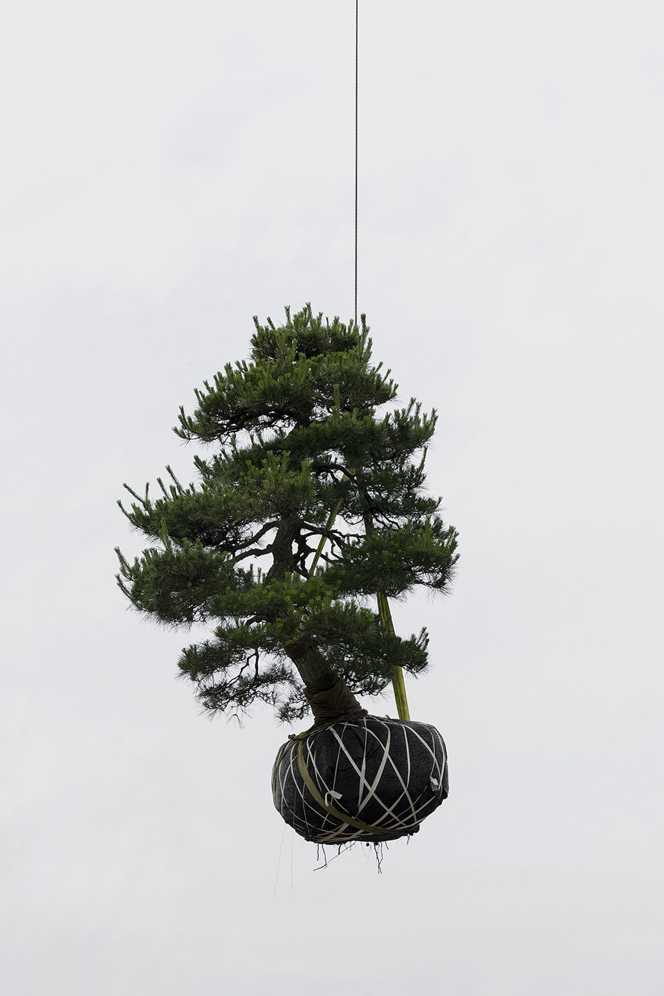 Zhang Kechun, 'Tree 01, Sky Garden, 2022'
