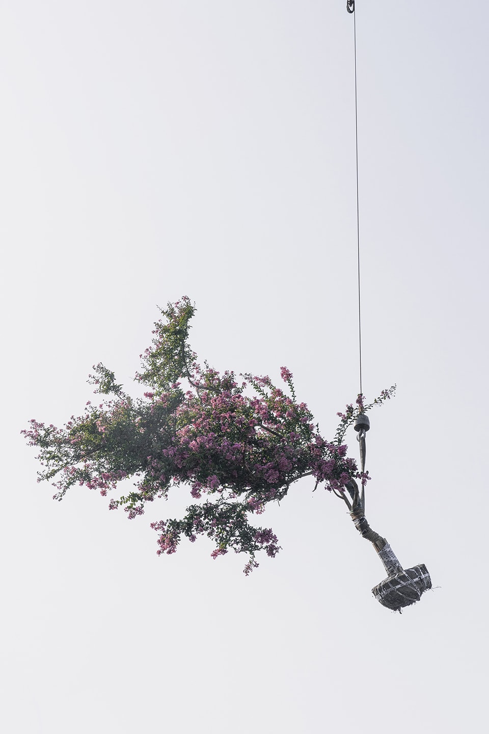 Zhang Kechun, 'Tree 06, Sky Garden, 2022'