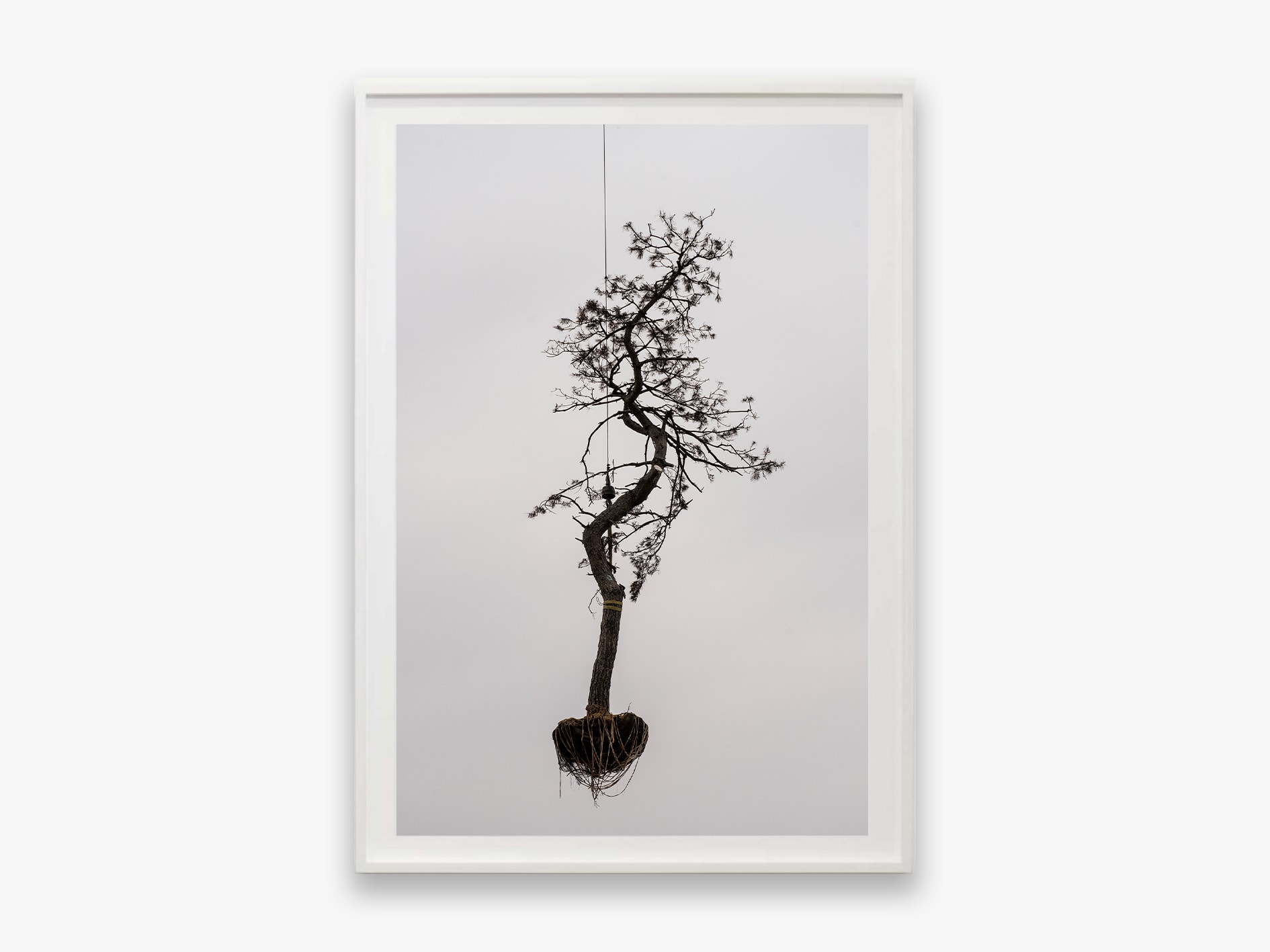 Zhang Kechun, 'Tree 10 Sky Garden, 2022'