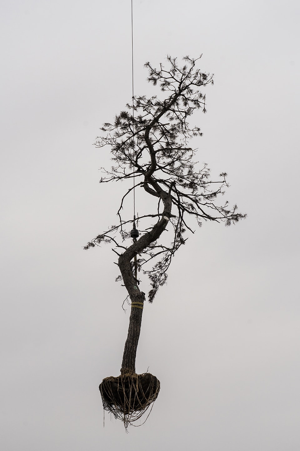 Zhang Kechun, 'Tree 10 Sky Garden, 2022'