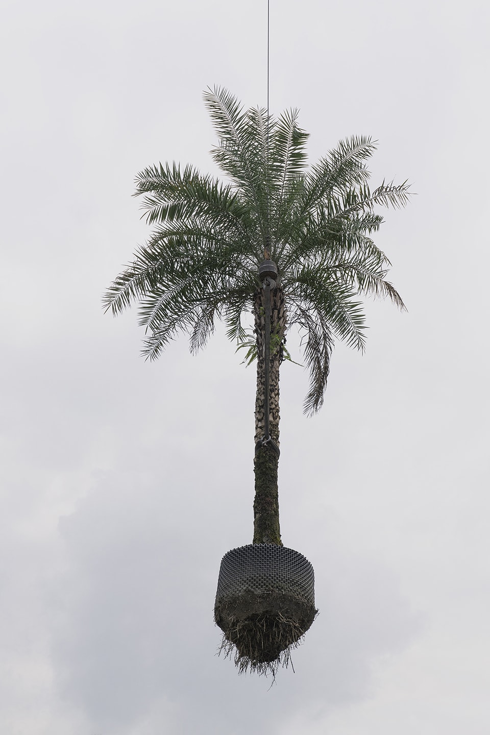 Zhang Kechun, 'Tree 10 Sky Garden, 2022'