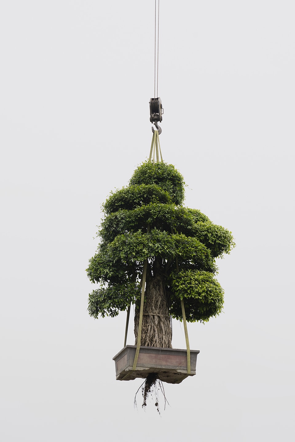 Zhang Kechun, 'Tree 12 Sky Garden, 2022'