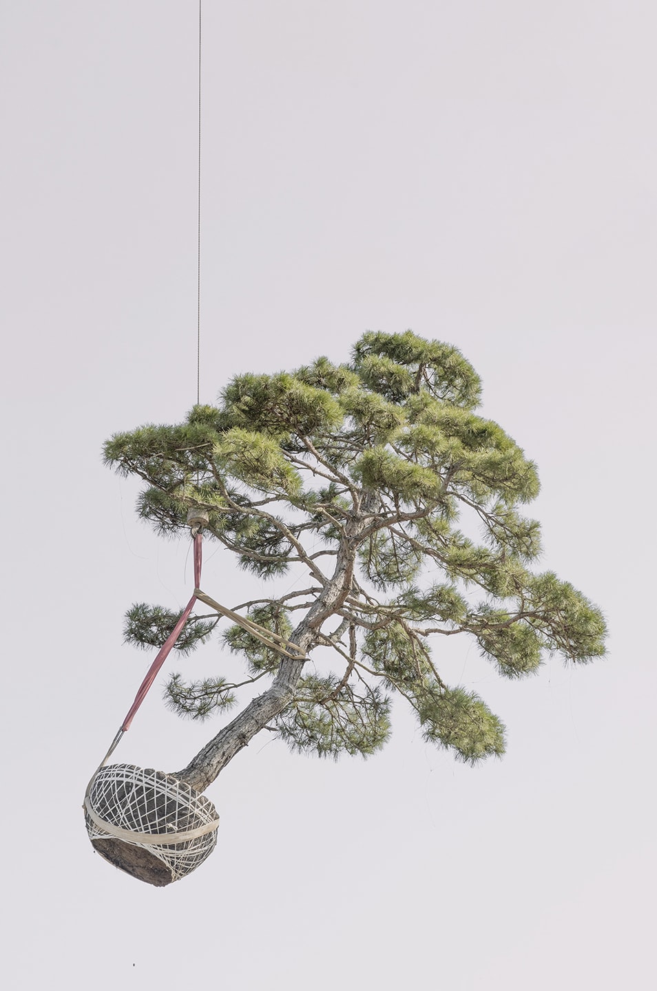 Zhang Kechun, 'Tree 14 Sky Garden, 2022'