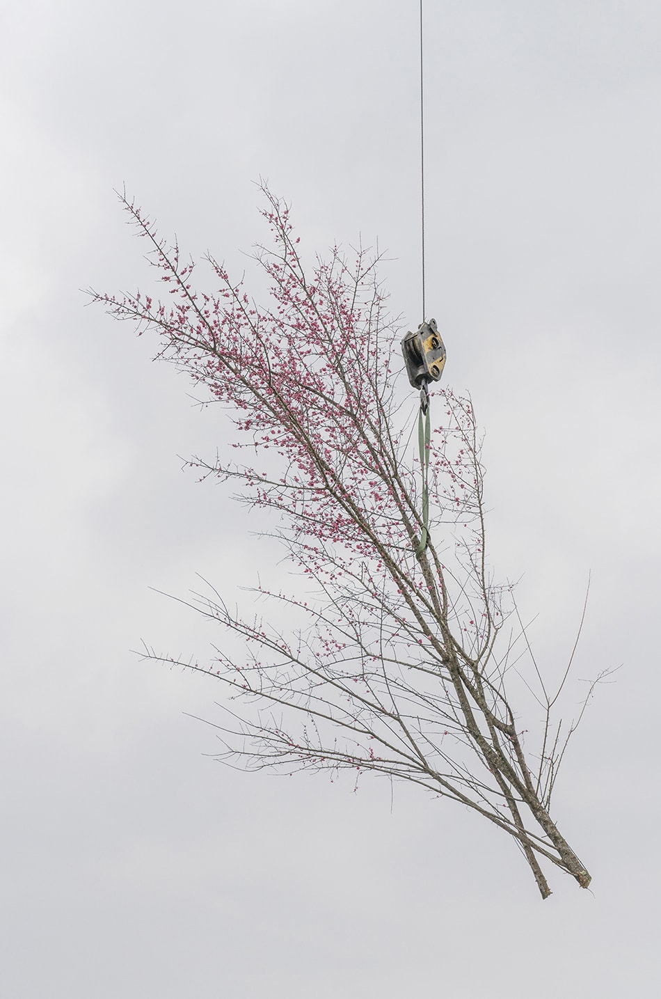 Zhang Kechun, 'Tree 18 Sky Garden, 2022'