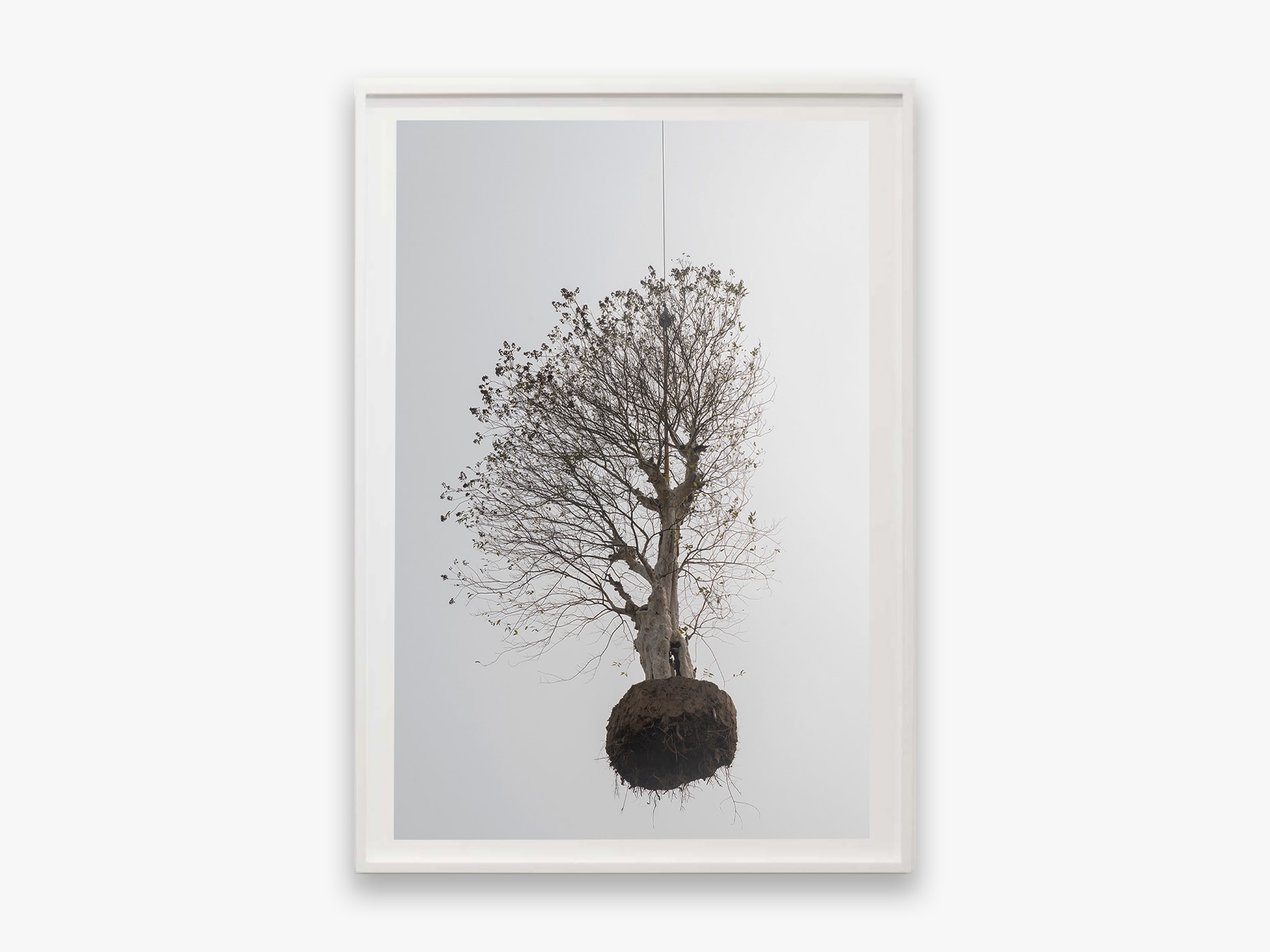 Zhang Kechun, 'Tree 19 Sky Garden, 2022'