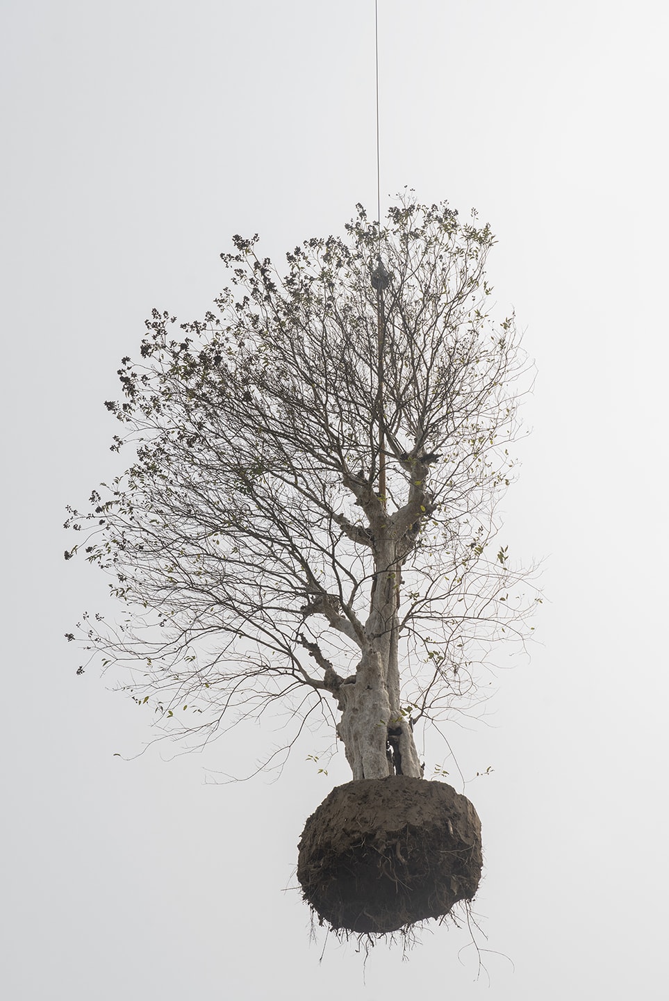 Zhang Kechun, 'Tree 19 Sky Garden, 2022'