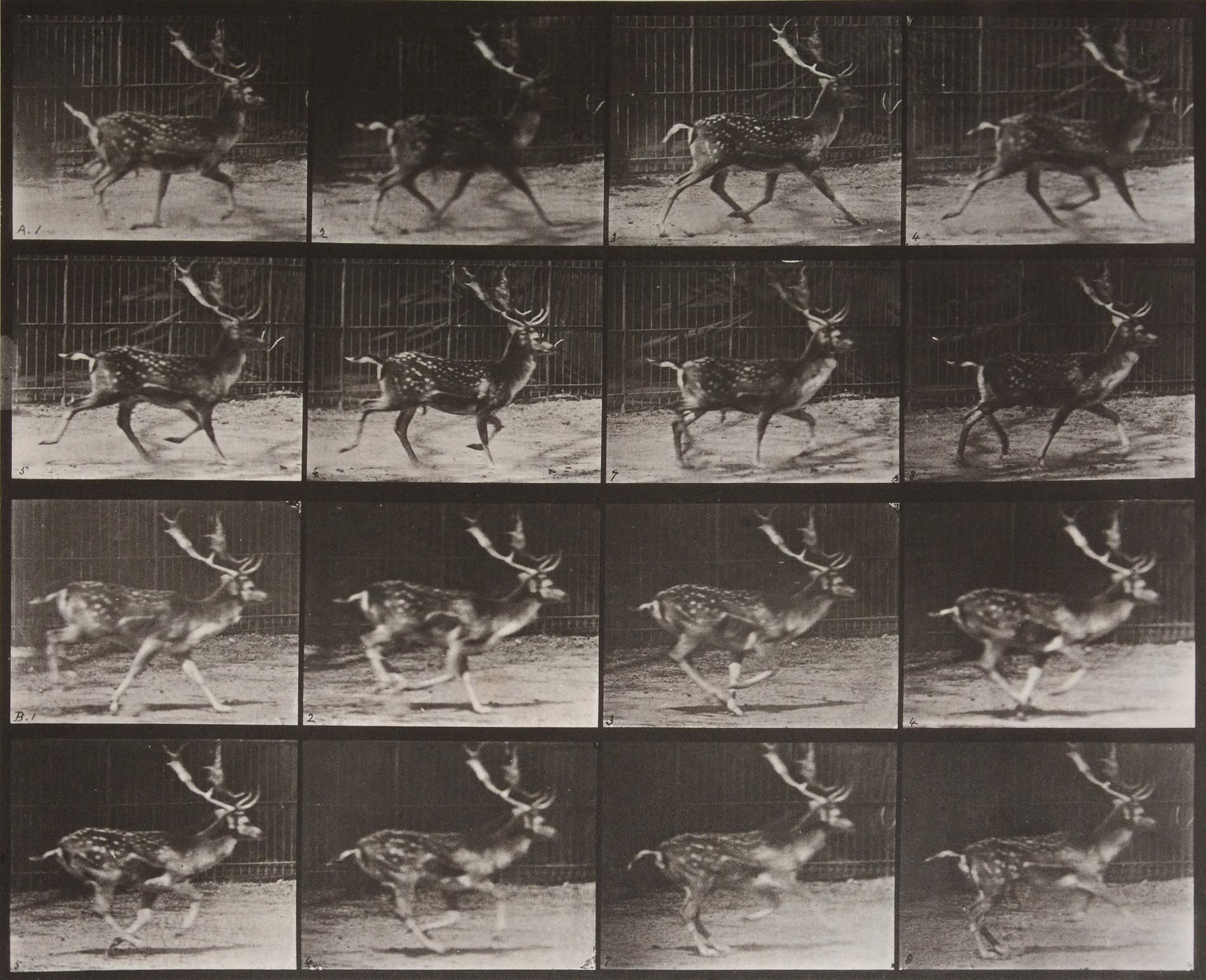Eadweard Muybridge: 'Animal Locomotion Plate 682 (Stag Running), 1887'