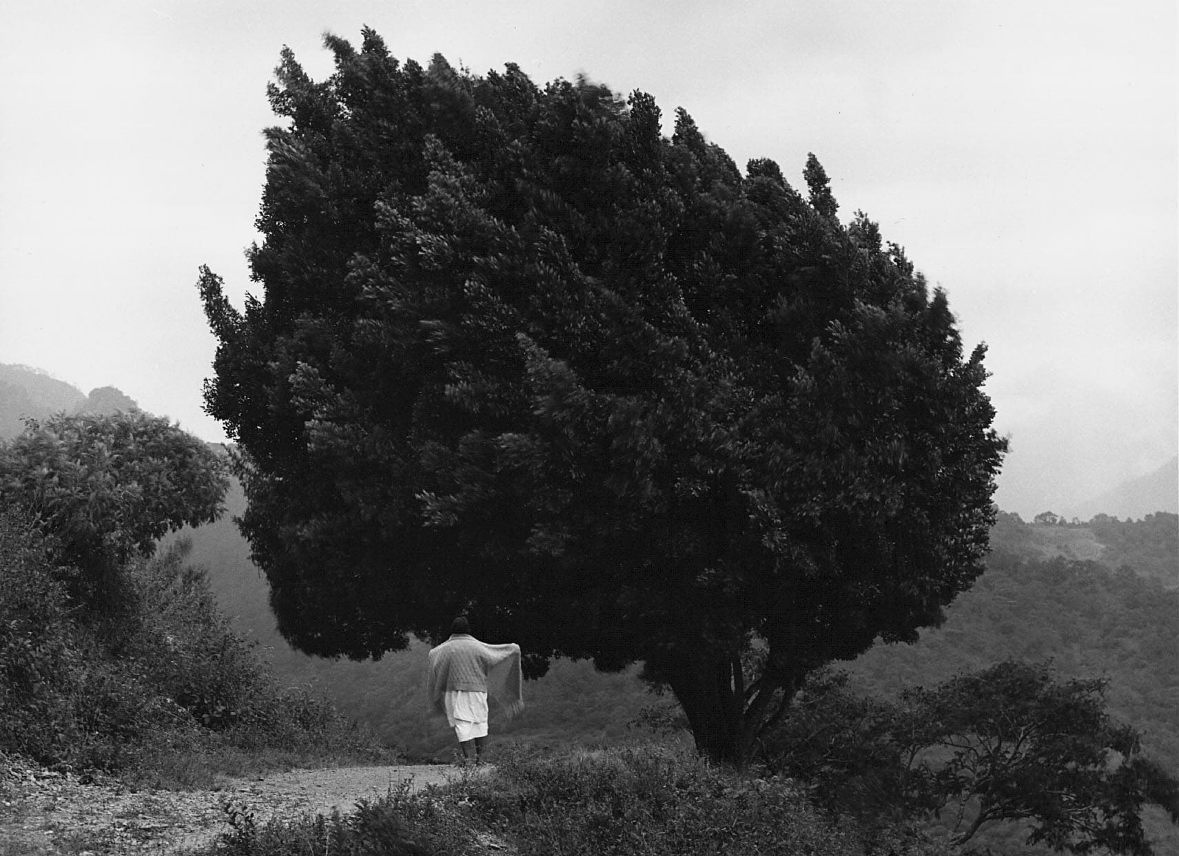 Flor Garduño, 'Arbol de Yalalag, Mexico, 1983'